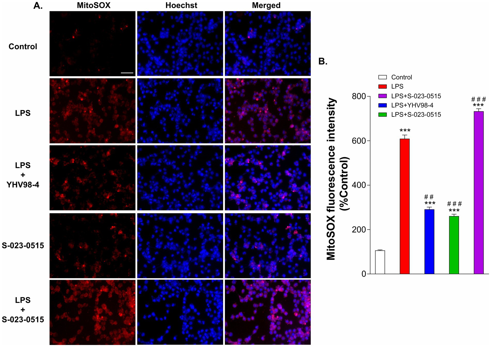 Panel A shows fluorescence microscopy images of cells under different treatments: Control, LPS, LPS with YHV98-4, S-023-0515, and LPS with S-023-0515. Columns display MitoSOX, Hoechst, and merged images. Panel B presents a bar graph comparing MitoSOX fluorescence intensity, indicating significant differences across treatments.
