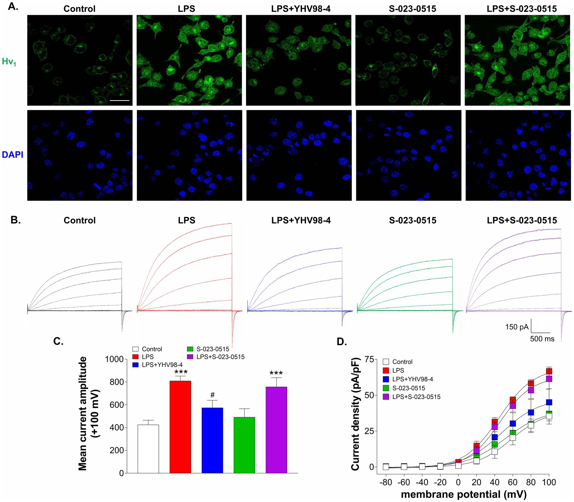 Fluorescence imaging and electrophysiology data showing effects on cells under different conditions. Panel A displays fluorescence images, with Hv1 protein in green and nuclei stained with DAPI in blue, across various conditions: Control, LPS, LPS+YHV98-4, S-023-0515, and LPS+S-023-0515. Panel B shows current traces for each condition. Panel C presents a bar graph comparing mean current amplitude at +100 mV across conditions, highlighting increased current in LPS and LPS+S-023-0515 groups. Panel D is a current density versus membrane potential graph, with LPS-treated cells showing elevated currents.