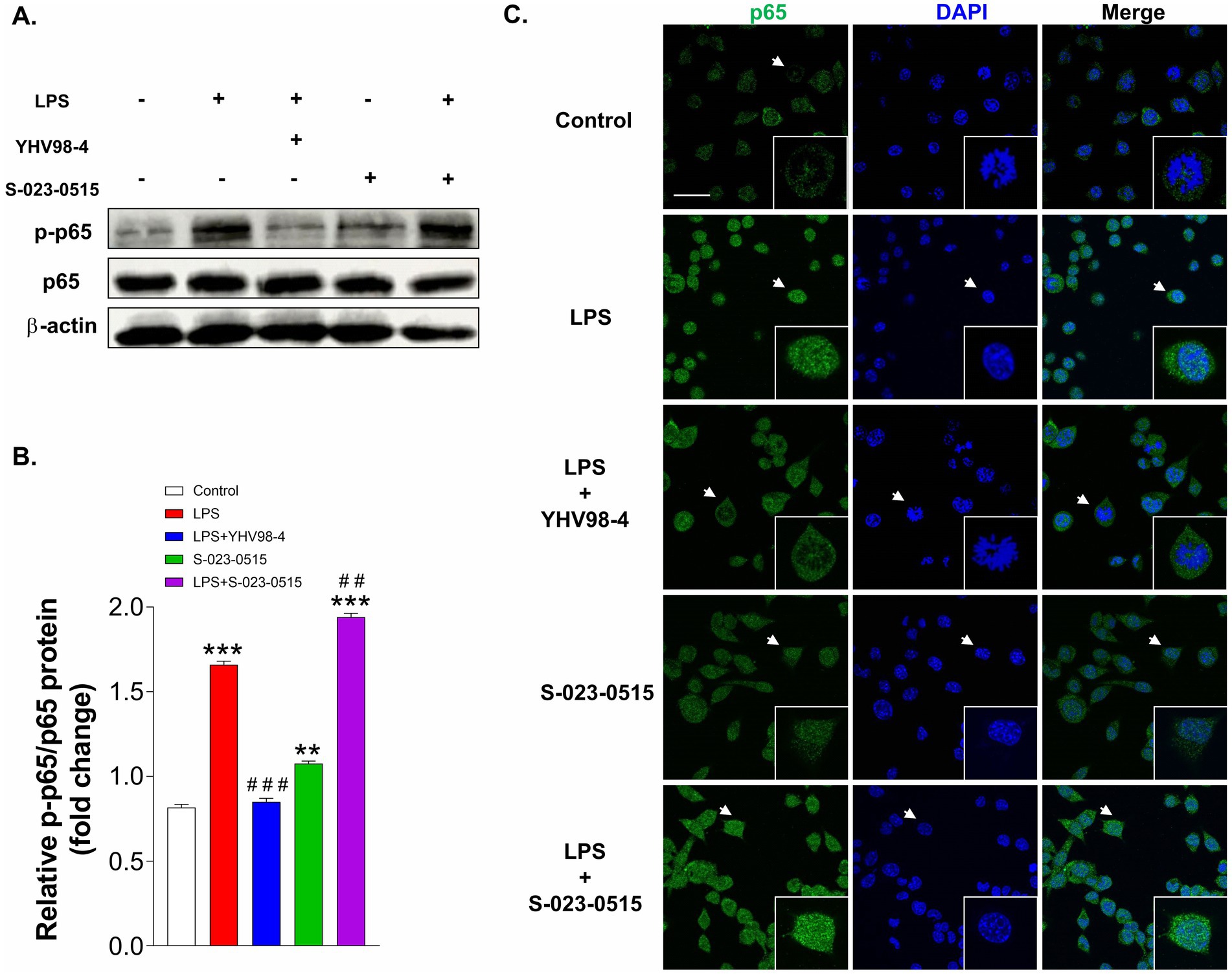 Western blot results (A) show protein levels of p-p65, p65, and β-actin under different treatments. The bar graph (B) illustrates the fold change in p-p65/p65 protein levels for control, LPS, LPS plus YHV98-4, S-023-0515, and LPS plus S-023-0515, with significant differences indicated. Immunofluorescence images (C) display p65 localization under control, LPS, LPS plus YHV98-4, S-023-0515, and LPS plus S-023-0515 conditions, highlighting p65 and DAPI staining.