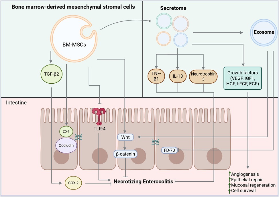 Bone marrow-derived mesenchymal stromal cells (BM-MSCs) protect against necrotizing enterocolitis through multiple mechanisms. They activate TGF-β2, which induces COX2, ZO-1, and occludin expression, promoting tight junction restoration. BM-MSCs also inhibit TLR4 signaling, reducing inflammation. Their secretome contains anti-inflammatory cytokines (TNF-β1, IL-13, neurotrophin-3) and regenerative growth factors (VEGF, IGF-1, bFGF, HGF, EGF), which support immune modulation, angiogenesis, epithelial repair, and cell survival. Additionally, BM-MSC-derived exosomes modulate the Wnt/β-catenin pathway and enhance gut barrier integrity by lowering intestinal permeability, as evidenced by reduced FD-70 (FITC-dextran) levels. These combined actions contribute to mucosal healing and prevention of NEC-related intestinal injury.