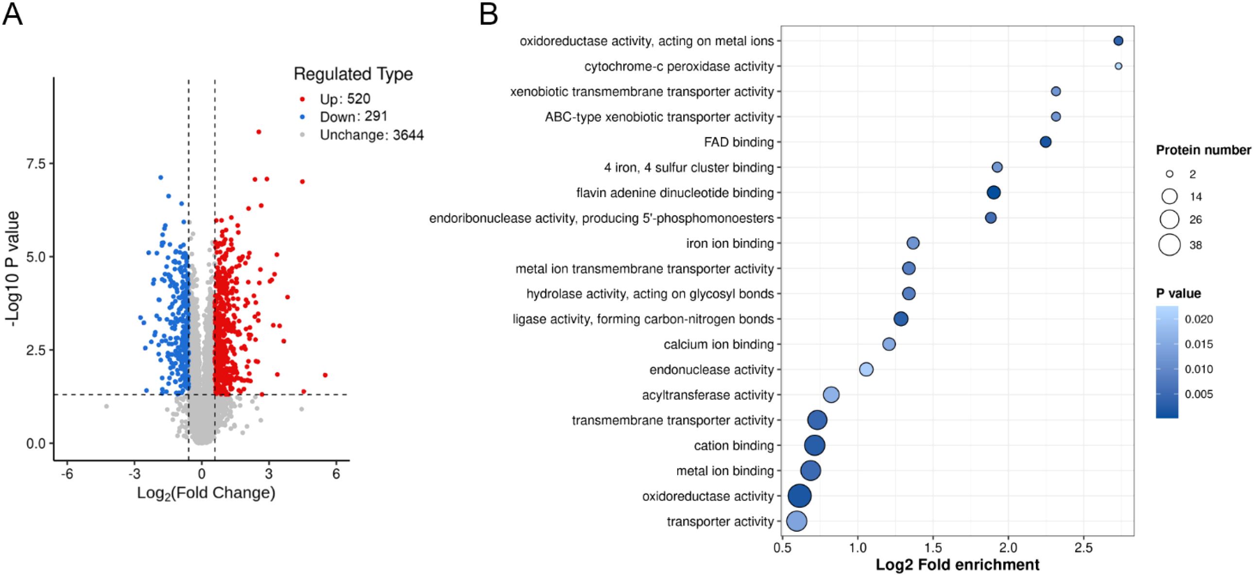 A two-panel image with: A) a volcano plot showing gene regulation with red, blue, and gray dots representing upregulated, downregulated, and unchanged genes, respectively, across Log2 Fold Change and -Log10 P Value. Numbers: 520 up, 291 down, 3644 unchanged. B) a bubble chart displaying various protein activities and their Log2 Fold Enrichment with bubble sizes representing the protein number and shades indicating P-Value. Activities include oxidoreductase, transporter, and ion binding.