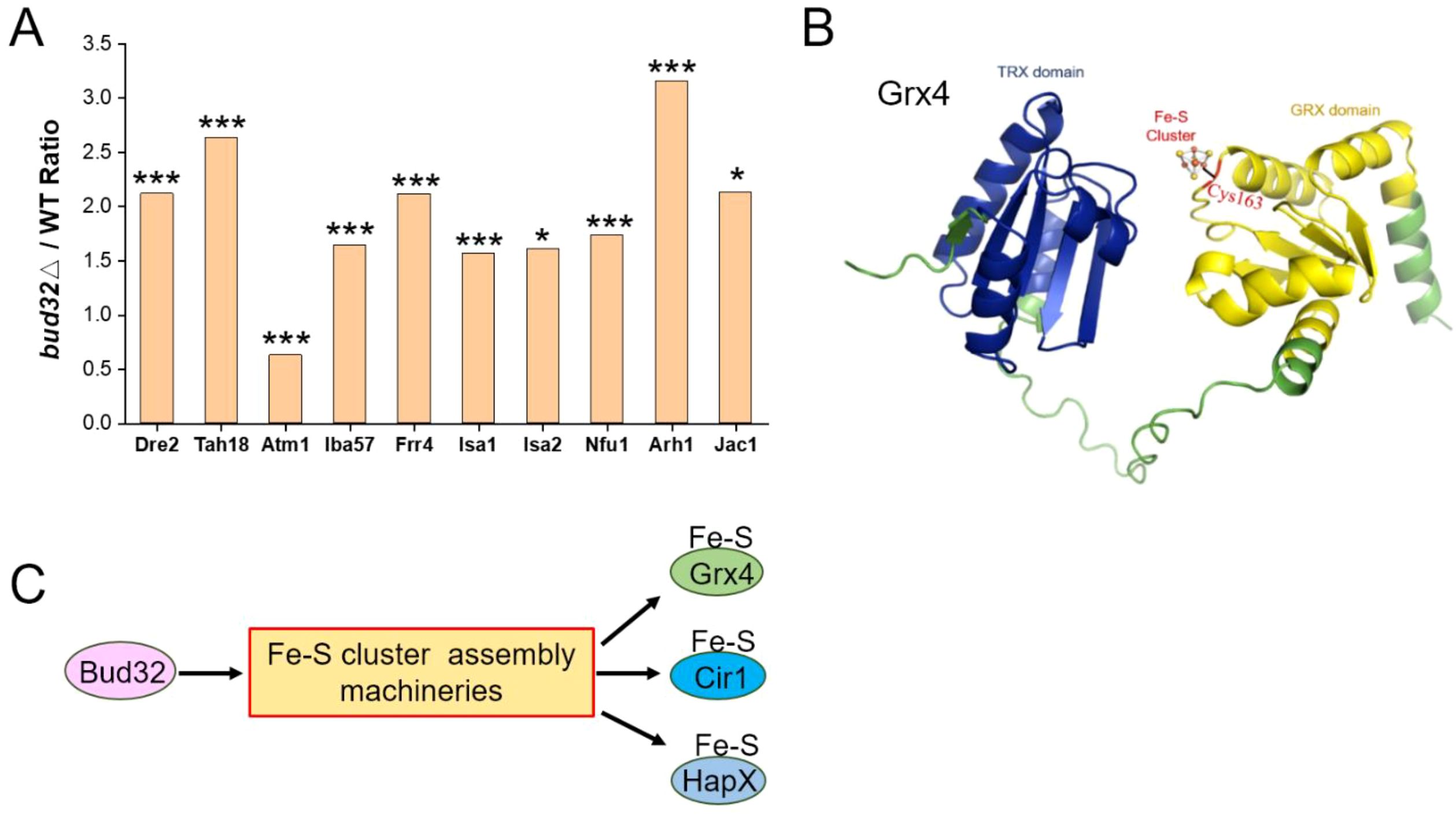 A composite image with three panels: (A) A bar graph showing the bud32Δ/WT ratio for various proteins, with significant increases for Dre2, Tah18, Frr4, Nfu1, and Arh1 (marked with asterisks), while Atm1 shows a significant decrease. (B) A structural diagram of the Grx4 protein, highlighting its TRX and GRX domains and an Fe-S cluster with Cys163 labeled. (C) A flowchart indicating Bud32's role in Fe-S cluster assembly machineries, leading to Fe-S interactions with Grx4, Cir1, and HapX.