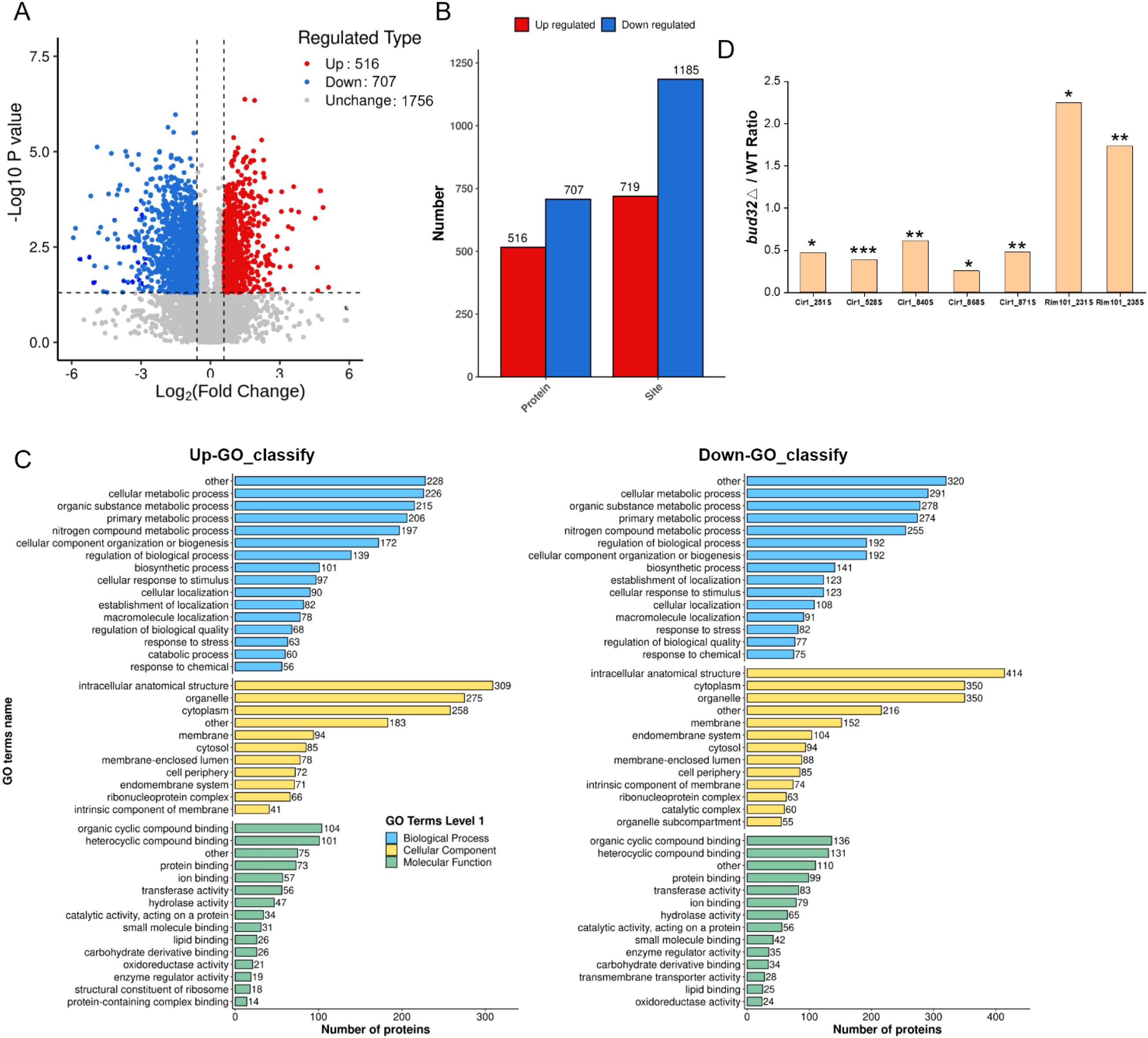 Volcano plot (A) shows the distribution of up-regulated (red) and down-regulated (blue) proteins with p-values and fold changes. The bar chart (B) displays numbers of up-regulated and down-regulated proteins and sites. Chart (C) features gene ontology classification for biological processes, cellular components, and molecular functions for up-regulated and down-regulated proteins. Histogram (D) illustrates the bud23Δ/WT ratio for various conditions with significance indicators (*).