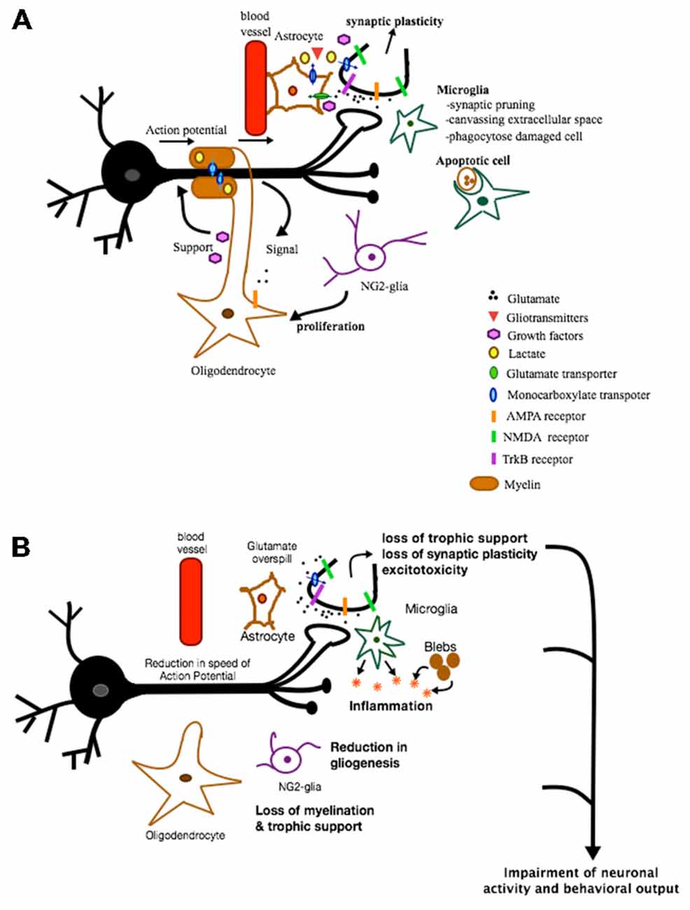 Frontiers | A New Outlook on Mental Illnesses: Glial Involvement 