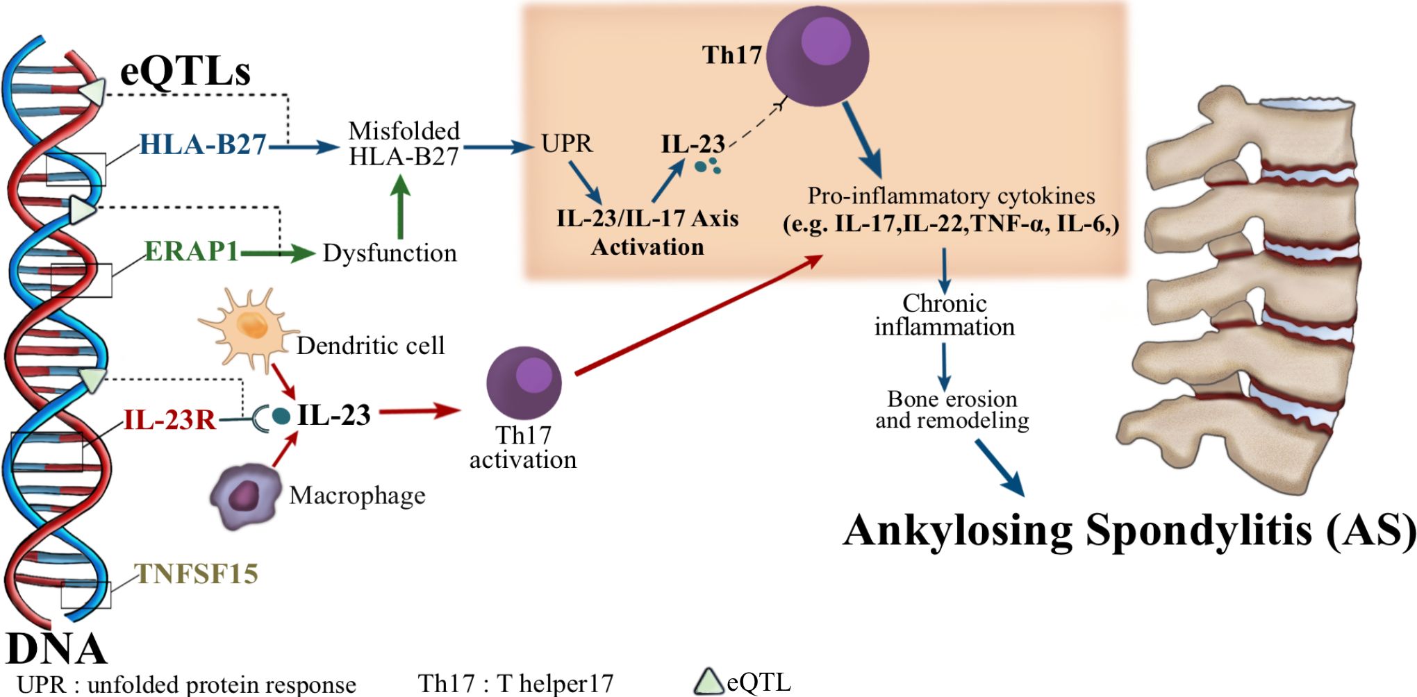 Diagram illustrating the genetic and biological pathways involved in ankylosing spondylitis (AS). It shows how eQTLs such as HLA-B27 and ERAP1 lead to dysfunction and misfolding. IL-23R influences IL-23 production, affecting Th17 activation. This results in pro-inflammatory cytokine release, causing chronic inflammation, bone erosion, and remodeling, ultimately contributing to AS. A spine section emphasizes the disease's impact.