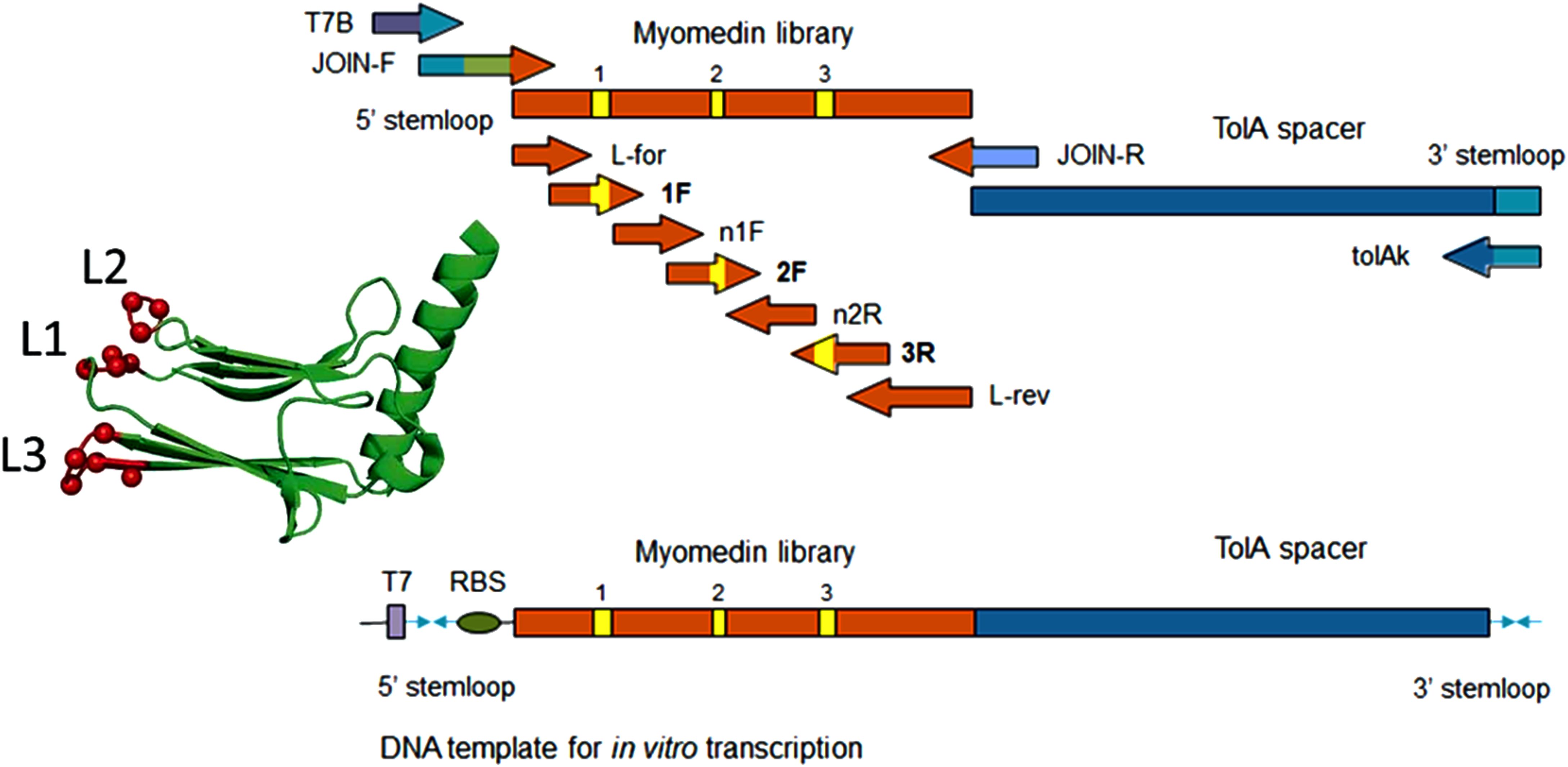 Diagram illustrating a myomedin library for DNA transcription, featuring labeled segments such as T7B, JOIN-F, and TolA spacer. A green protein structure shows loops labeled L1, L2, and L3 with red spheres as randomized amino acids.
