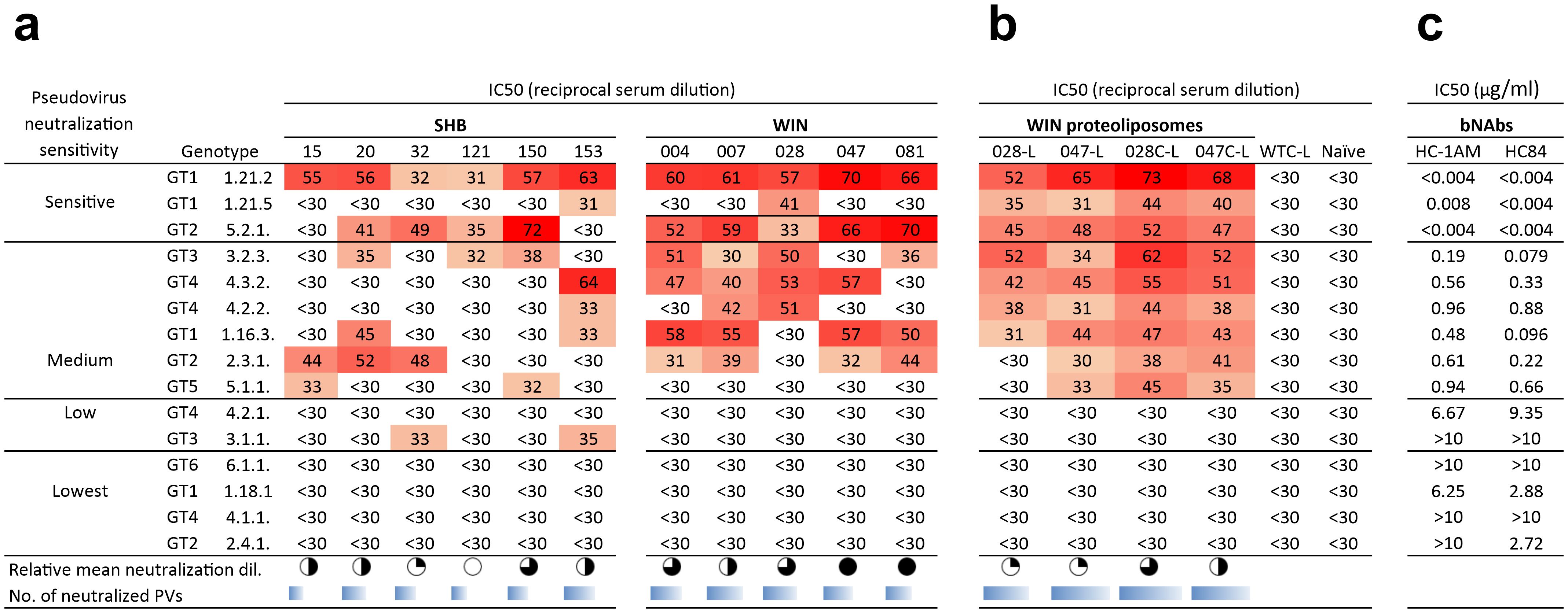 A heatmap comparing pseudovirus neutralization sensitivity across genotypes toward hyperimmune murine sera and by bNAbs. Panel a and b show IC50 reciprocal serum dilution across sera of mice immunized with SHB and WIN proteins and selected WIN proteoliposomes. Panel c displays IC50 values in micrograms per milliliter for bNAbs HC-1AM and HC84. Shades of red indicate varying levels of sensitivity.