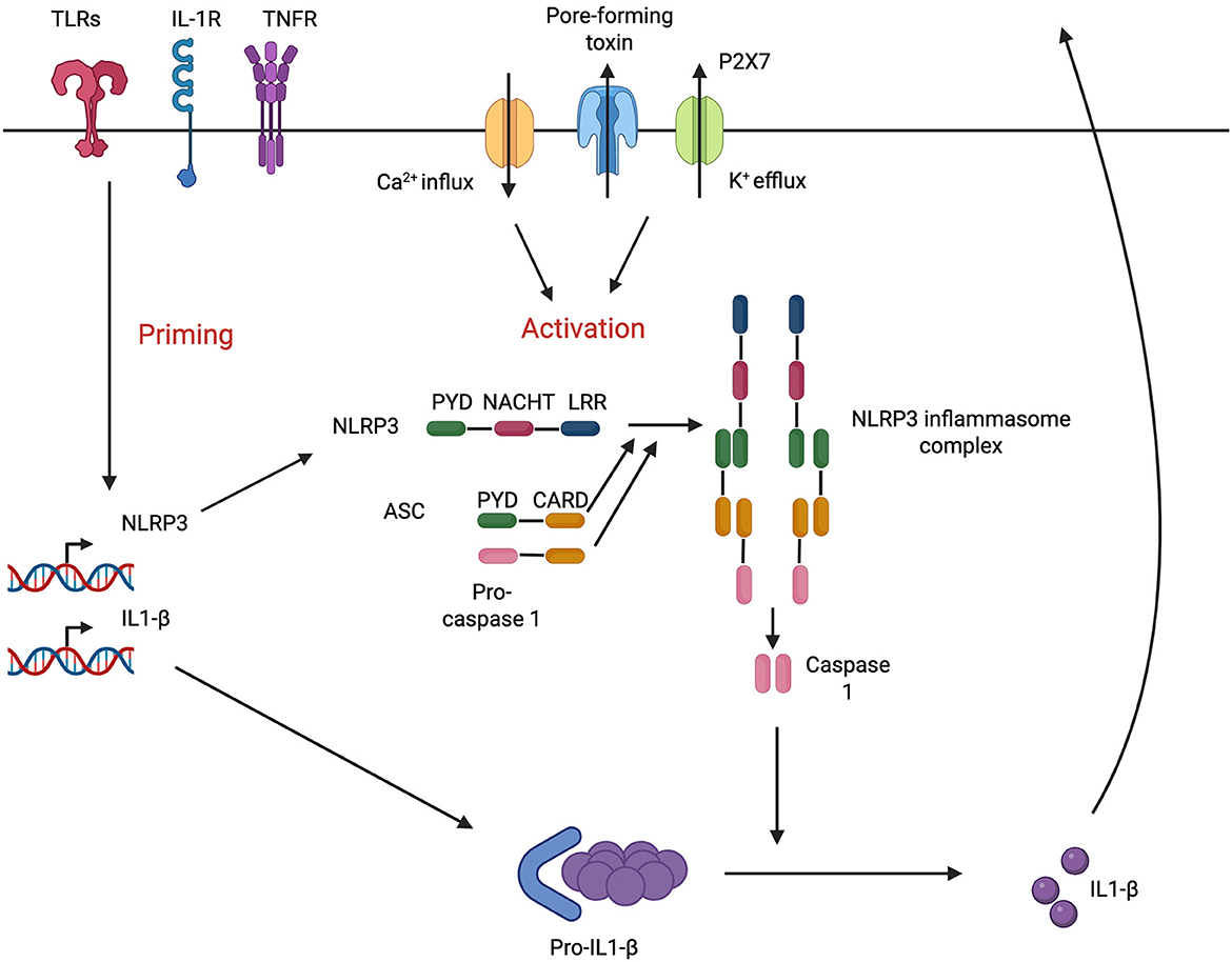Diagram illustrating the NLRP3 inflammasome activation pathway. TLRs, IL-1R, and TNFR initiate priming, leading to NLRP3 and IL1-β gene activation. Pore-forming toxins and P2X7 receptors mediate calcium influx and potassium efflux. This interaction activates NLRP3, ASC, and pro-caspase-1. The formation of the NLRP3 inflammasome complex triggers caspase 1, converting pro-IL1β to active IL1β.