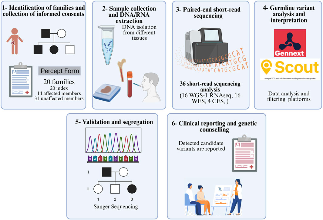 Flowchart illustrating a six-step genetic analysis process. Step 1: Identifying families and collecting informed consents, including pedigree and family data collection. Step 2: DNA/RNA sample collection and extraction from tissues. Step 3: Paired-end short-read sequencing analysis. Step 4: Germline variant analysis and interpretation using data platforms. Step 5: Validation and segregation with Sanger Sequencing and pedigree analysis. Step 6: Clinical reporting and genetic counseling, where candidate variants are reported. Each step is visually represented with corresponding icons and descriptions.