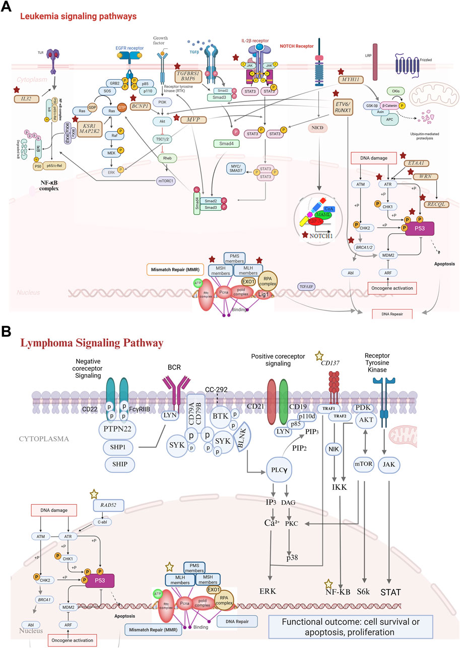 Illustration showing leukemia and lymphoma signaling pathways. Panel A depicts leukemia signaling, highlighting pathways involving receptors like EGFR and NOTCH, signaling molecules such as STAT3, and cellular processes like DNA damage and apoptosis. Panel B illustrates lymphoma signaling, focusing on B-cell receptor signaling, coreceptors, and pathways leading to outcomes such as cell survival or apoptosis. Both panels present complex molecular interactions, including the involvement of proteins like p53 and pathways such as NF-κB and mTORC1.