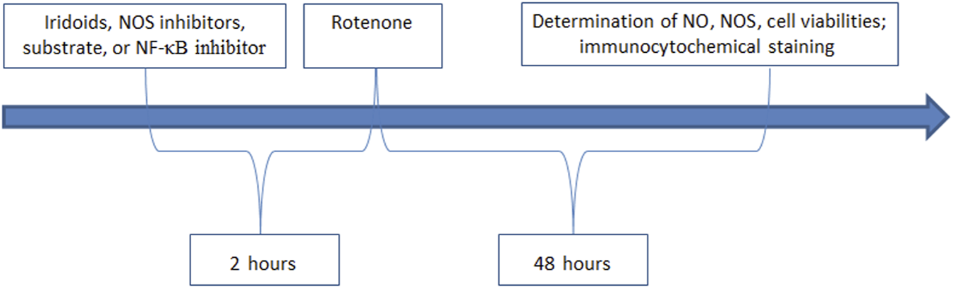 Flowchart showing a timeline with a blue arrow. First box: "Iridoids, NOS inhibitors, substrate, or NF-κB inhibitor" at the start. Next box: "Rotenone" after. Final box: "Determination of NO, NOS, cell viabilities; immunocytochemical staining" at endpoint. Time intervals below are 2 hours and 48 hours.