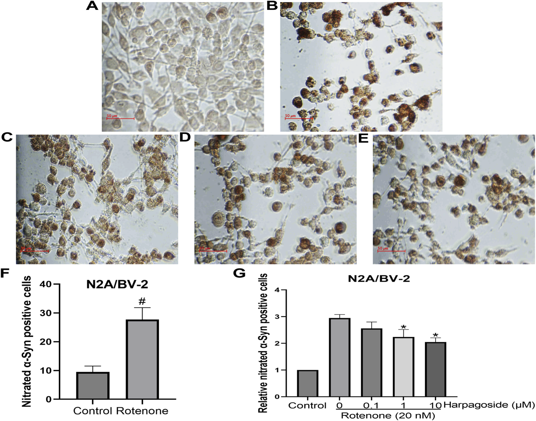 Cell images labeled A to E show varying degrees of dark staining, likely indicating nitrated α-Syn positive cells in N2A/BV-2 cell culture. Panels F and G are bar graphs. Panel F compares the number of nitrated α-Syn positive cells between control and rotenone-treated groups, showing an increase in the latter. Panel G shows relative nitrated α-Syn positive cells across different concentrations of harpagoside with rotenone treatment, depicting a decrease at certain concentrations.