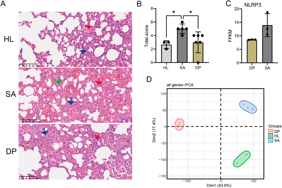 Panel A shows histological images of lung tissue from three groups: HL, SA, and DP, with various arrow indicators. Panel B is a bar chart comparing total scores among HL, SA, and DP groups, showing significant differences. Panel C displays a bar chart of NLRP3 expression levels between DP and SA groups. Panel D features a PCA plot distinguishing the three groups, with DP, HL, and SA clusters separated.