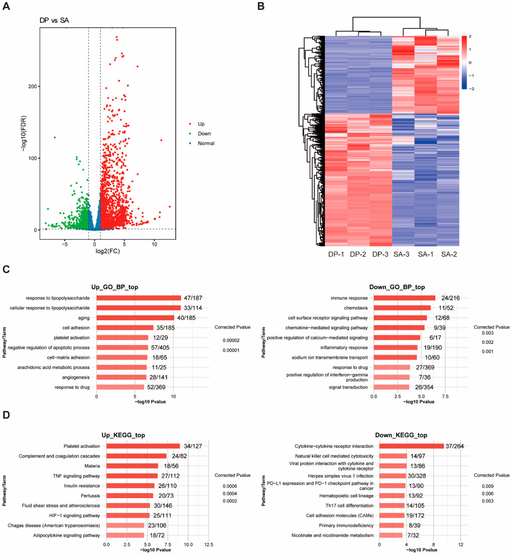 Volcano plot (A) shows gene expression changes between DP and SA, with points colored red, green, and blue for upregulated, downregulated, and normal genes. Heatmap (B) displays hierarchical clustering of samples DP-1, DP-2, DP-3, SA-1, SA-2, and SA-3, with gene expression levels ranging from blue to red. Bar graphs (C and D) illustrate top Gene Ontology Biological Processes and KEGG pathway enrichment for both upregulated and downregulated genes, highlighting terms like