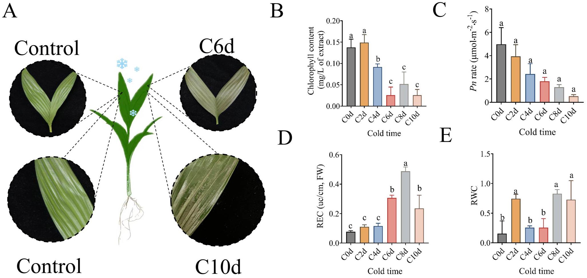 A plant diagram labeled with “Control”, “C6d”, and “C10d” shows close-ups of leaves displaying varying conditions. Graphs labeled B to E depict data on chlorophyll content, Pn rate, REC, and RWC over cold treatment times (C0d to C10d). Each graph illustrates changes and comparisons in plant metrics under cold stress with differing time durations.
