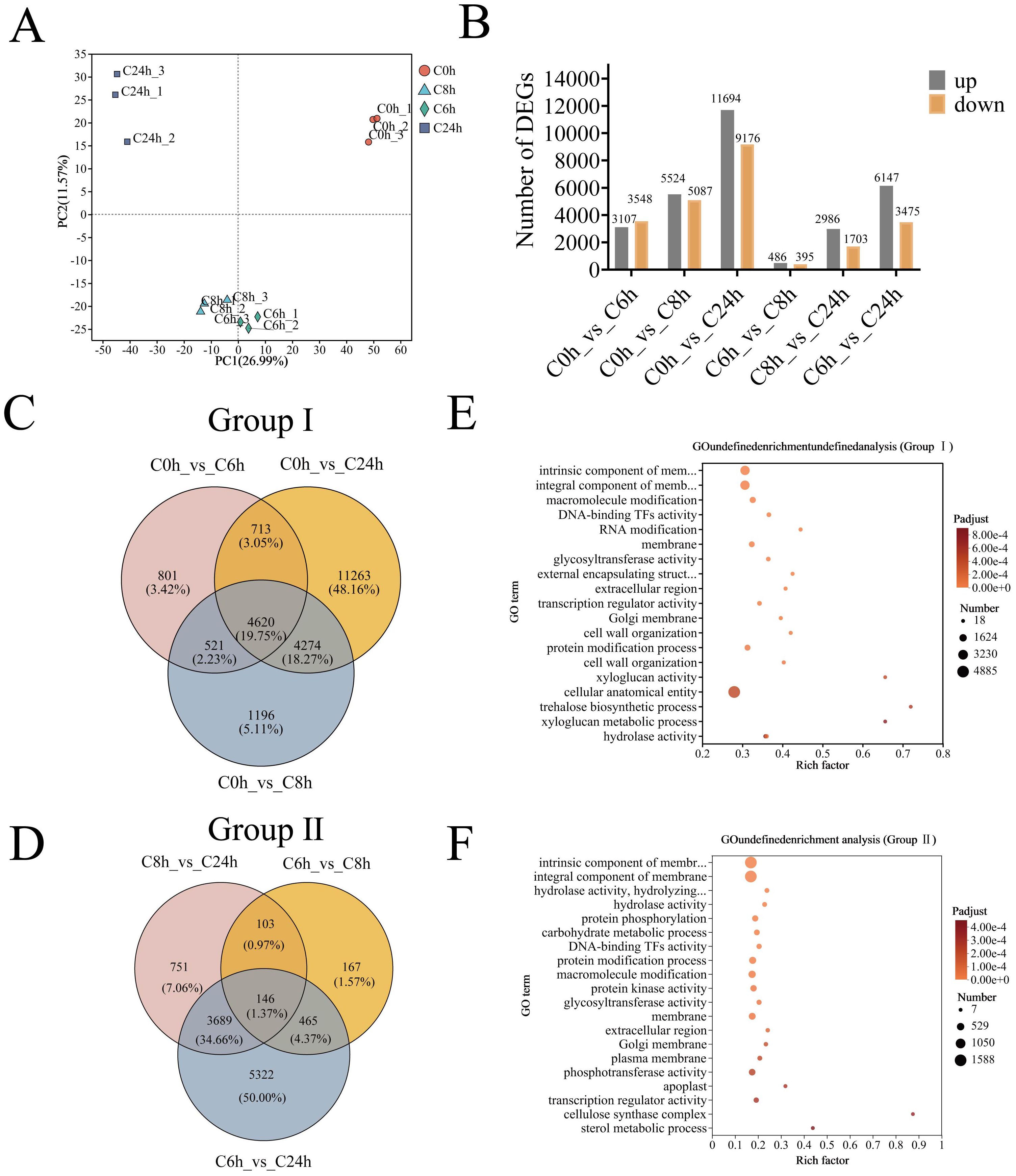Diagram with multiple graphs and charts. Panel A shows a PCA plot with samples labeled by group and timepoints (C0h, C6h, C8h, C24h). Panel B is a bar graph illustrating the number of differentially expressed genes (DEGs) at various time comparisons, split into up and down regulations. Panel C is a Venn diagram showing the overlap of DEGs for Group I (C0h vs C6h, C0h vs C24h, C0h vs C8h). Panel D is another Venn diagram for Group II (C8h vs C24h, C6h vs C8h, C6h vs C24h). Panels E and F display GO term enrichment bubble plots for Groups I and II.