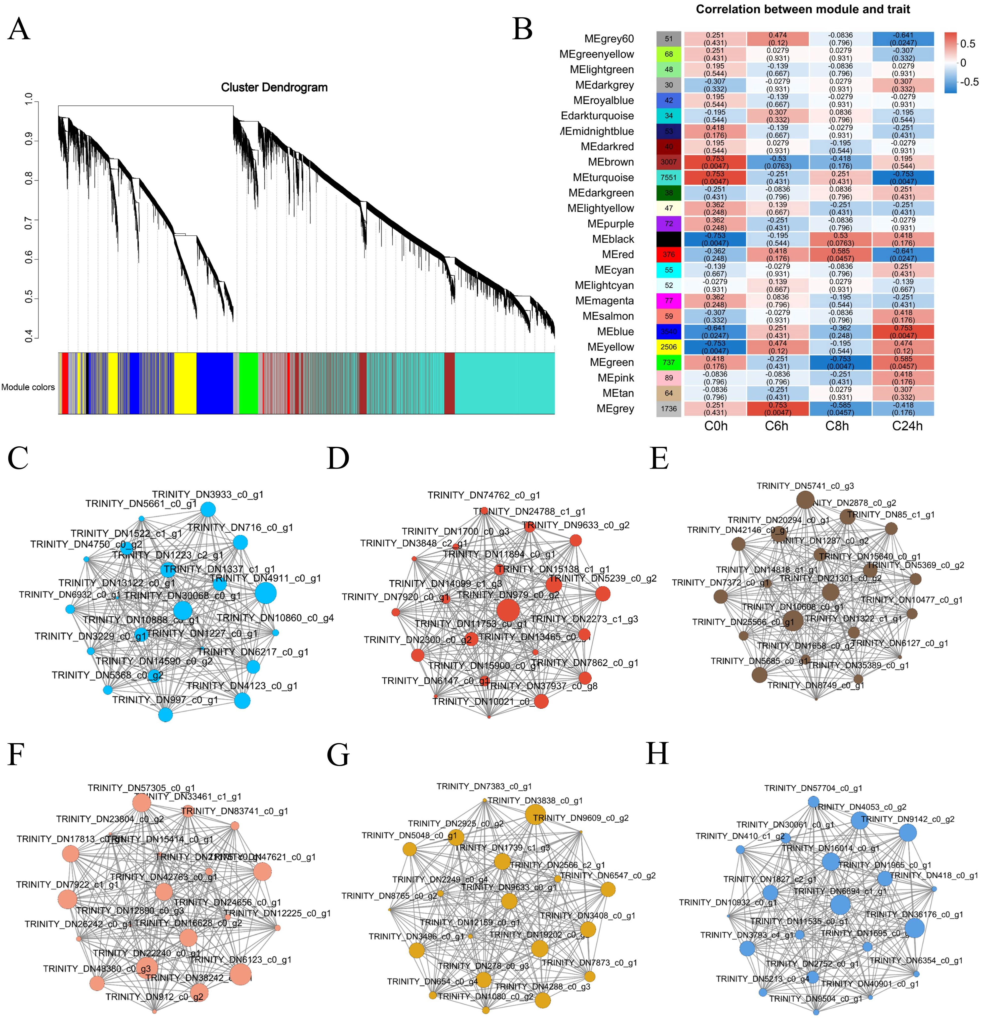 (A) Cluster dendrogram with colored modules indicating different clusters. (B) Heatmap showing correlation between modules and traits, with color scale from -0.5 to 0.5. (C-H) Network diagrams with labeled nodes, each representing a different module with distinct color coding: light blue, red, brown, rose, yellow, and blue, illustrating gene interactions.