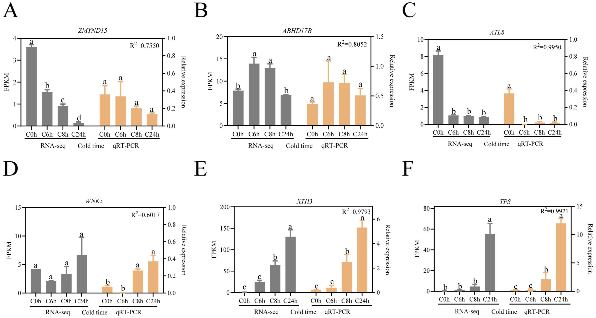 Six bar graphs (A-F) compare RNA-seq and qRT-PCR data for gene expression at different cold exposure times (0, 6, 8, 24 hours). Each graph shows FPKM for RNA-seq and relative expression for qRT-PCR, with correlation coefficients (R²) indicating similarity. The measured genes are ZMYND15 (A), ABHD17B (B), ATL8 (C), WNK5 (D), XTH3 (E), and TPS (F). Gray bars represent RNA-seq, while orange bars represent qRT-PCR data, with letters indicating statistical differences.