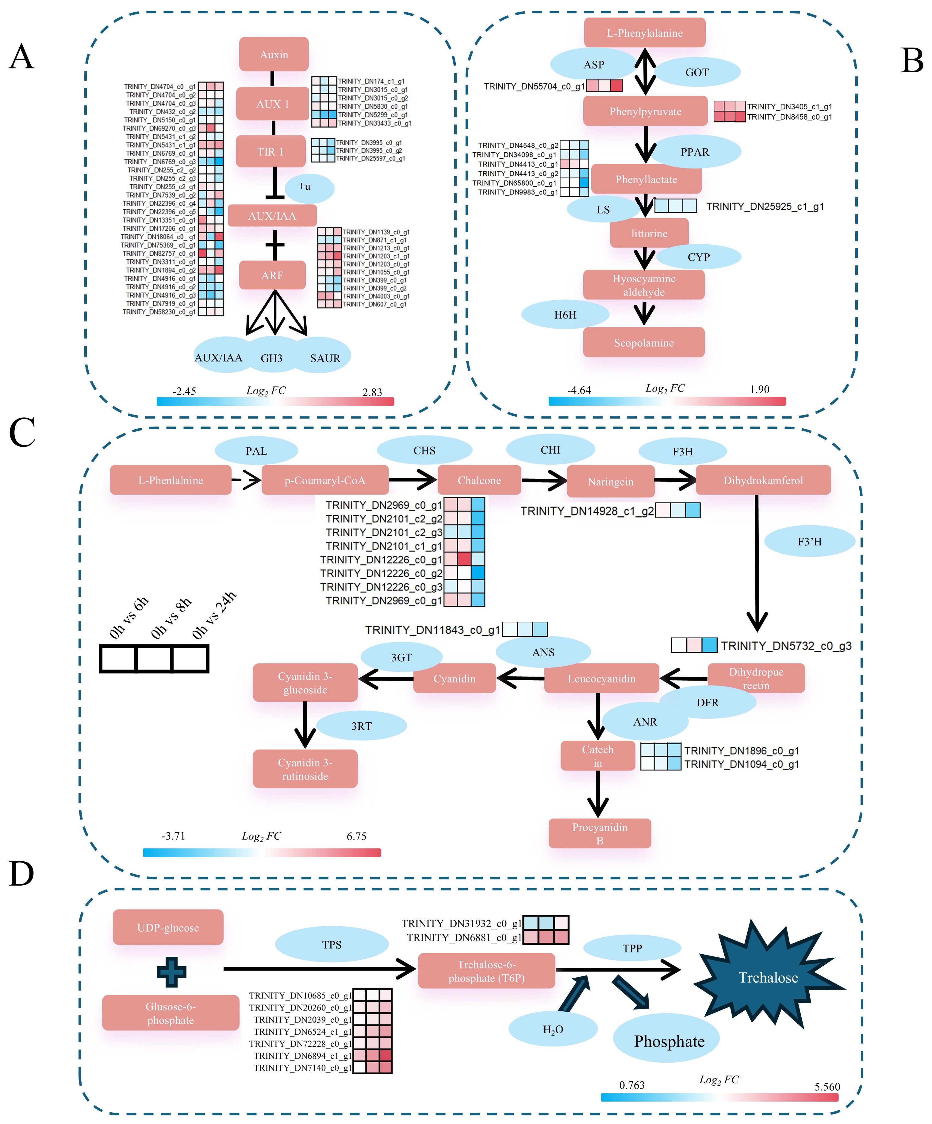 Diagram depicting four biochemical pathways labeled A to D. Each section contains complex flow charts with labeled molecules and genes, including heat maps indicating expression levels. Section A illustrates an auxin signaling pathway. Section B shows a pathway involving phenylalanine metabolism. Section C presents flavonoid biosynthesis, and section D depicts trehalose synthesis. Color-coded log fold change values are shown, reflecting gene expression differences.