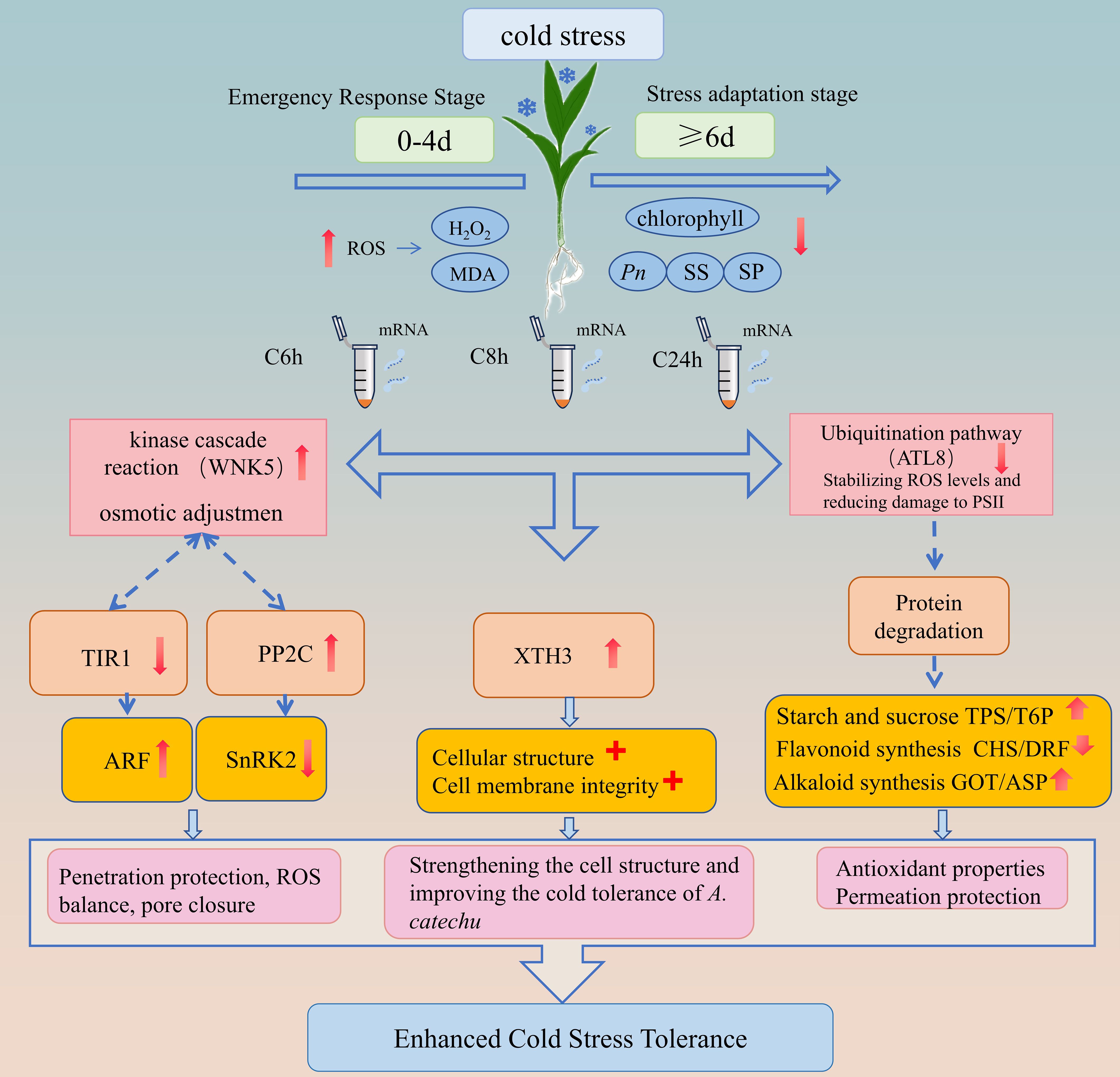 Diagram illustrating plant response mechanisms to cold stress over two stages: emergency response (0-4 days) and stress adaptation (over 6 days). Key elements include the increase in ROS, osmotic adjustment, and mRNA changes, leading to kinase cascade reaction and ubiquitination pathway for enhanced cold tolerance involving protein degradation, cellular structure improvement, and synthesis of starch, sucrose, flavonoid, and alkaloid. Processes ultimately contribute to enhanced cold stress tolerance through protection and structural strengthening.