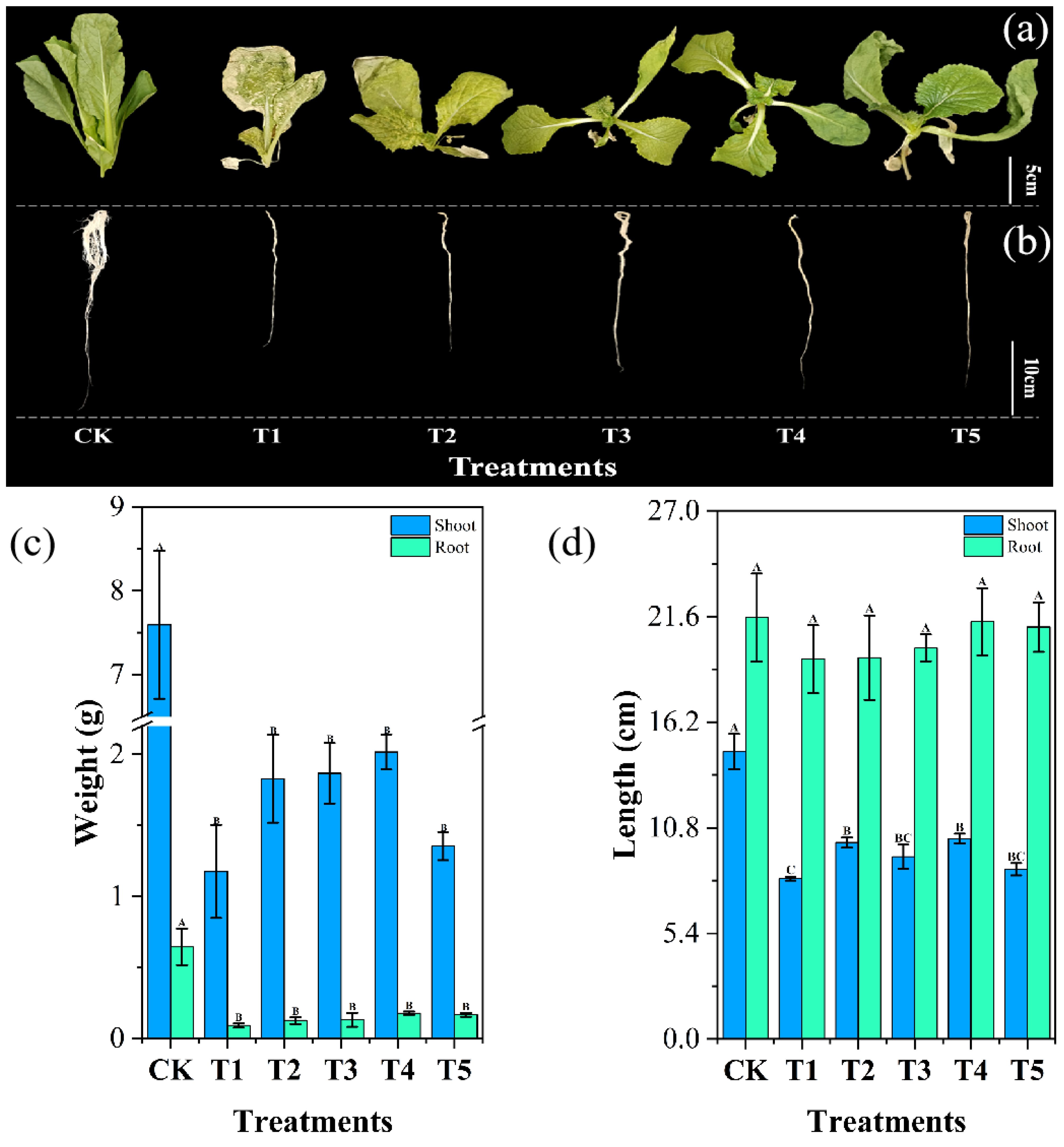 Five leafy plants and their roots labeled CK, T1, T2, T3, T4, and T5 are shown. The top row displays leaves with varying sizes and conditions. The bottom row shows corresponding roots, each different in length and condition. Below are two bar charts. Chart (c) compares shoot and root weights in grams for each label, showing CK with the highest shoot weight. Chart (d) compares shoot and root lengths in centimeters, with CK showing the longest lengths. Both charts use blue for shoots and green for roots.