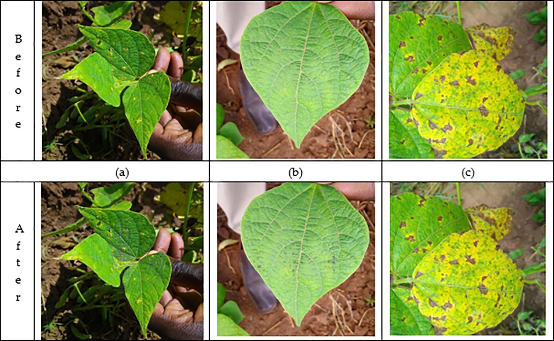 Six-panel image comparing bean leaves labeled “Before” and “After” treatment. Panel (a) shows three healthy green leaves, unchanged before and after. Panel (b) displays a single green leaf, also unchanged. Panel (c) shows three leaves with yellow spots, consistent in both images.