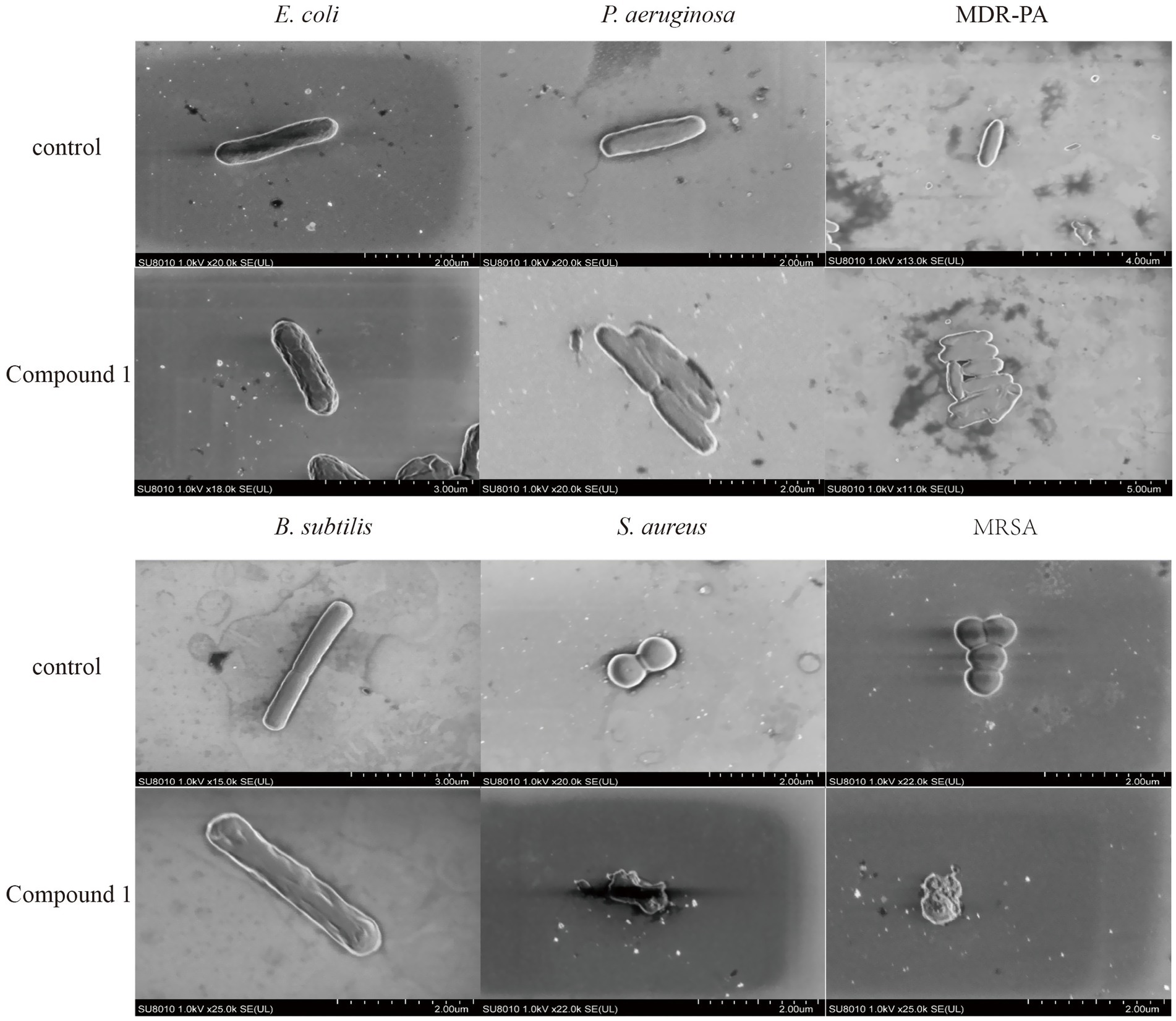 Electron microscope images show various bacteria before and after exposure to Compound 1. Top row: E. coli, P. aeruginosa, and MDR-PA under control conditions. Bottom row: the same bacteria exposed to Compound 1. A separate set of images shows B. subtilis, S. aureus, and MRSA, also under control and post-treatment conditions. Clusters and changes in bacterial structures are visible post-treatment.