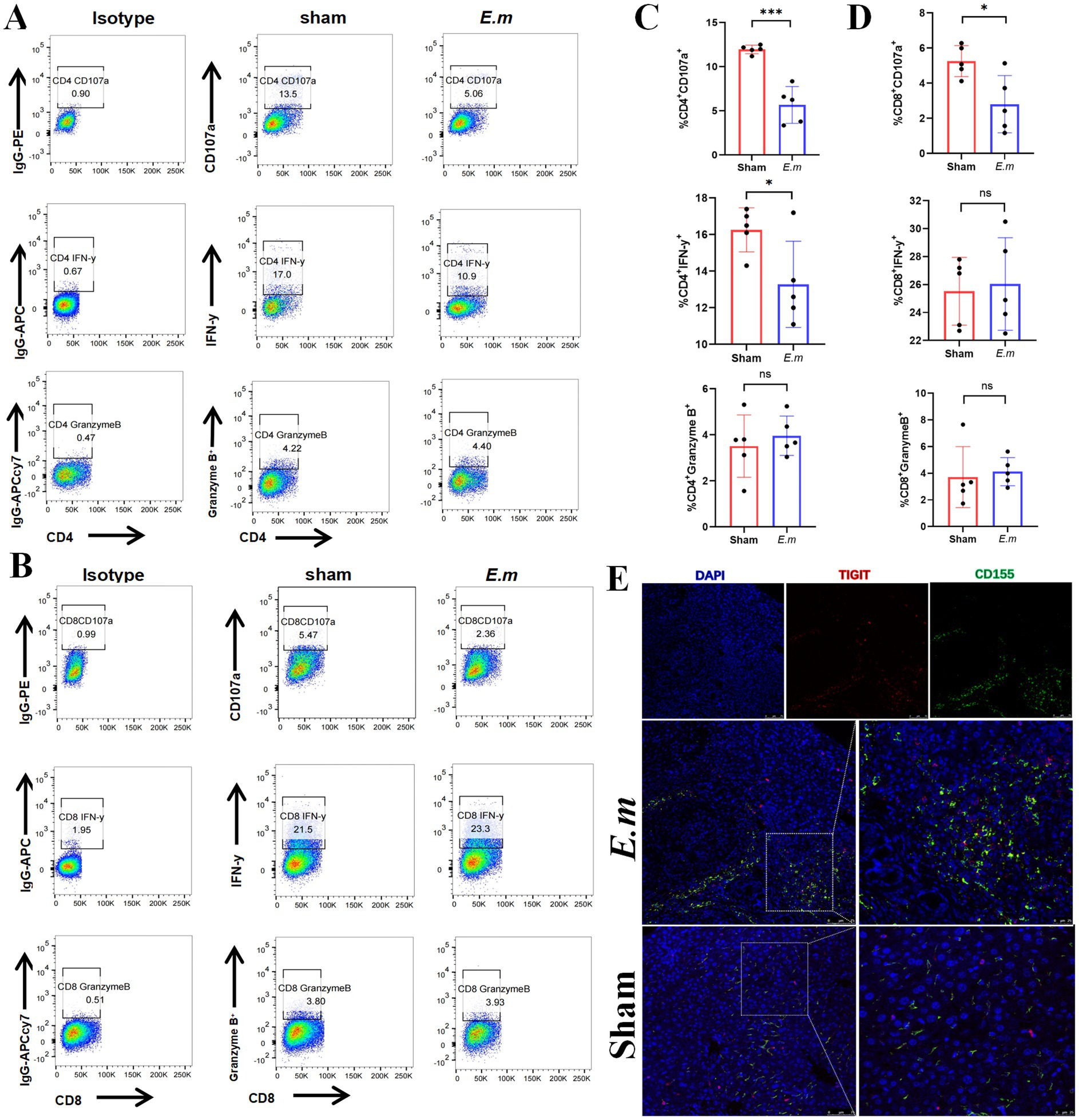 Flow cytometry plots (A, B) show CD4 and CD8 T-cell activation markers CD107a, IFN-γ, and Granzyme B across conditions: Isotype, Sham, and E.m. Panels C and D display bar graphs comparing the percentages of these markers in Sham versus E.m, highlighting statistical significance. Panel E illustrates immunofluorescence staining of DAPI, TIGIT, and CD155 in E.m and Sham samples, showing spatial expression differences.
