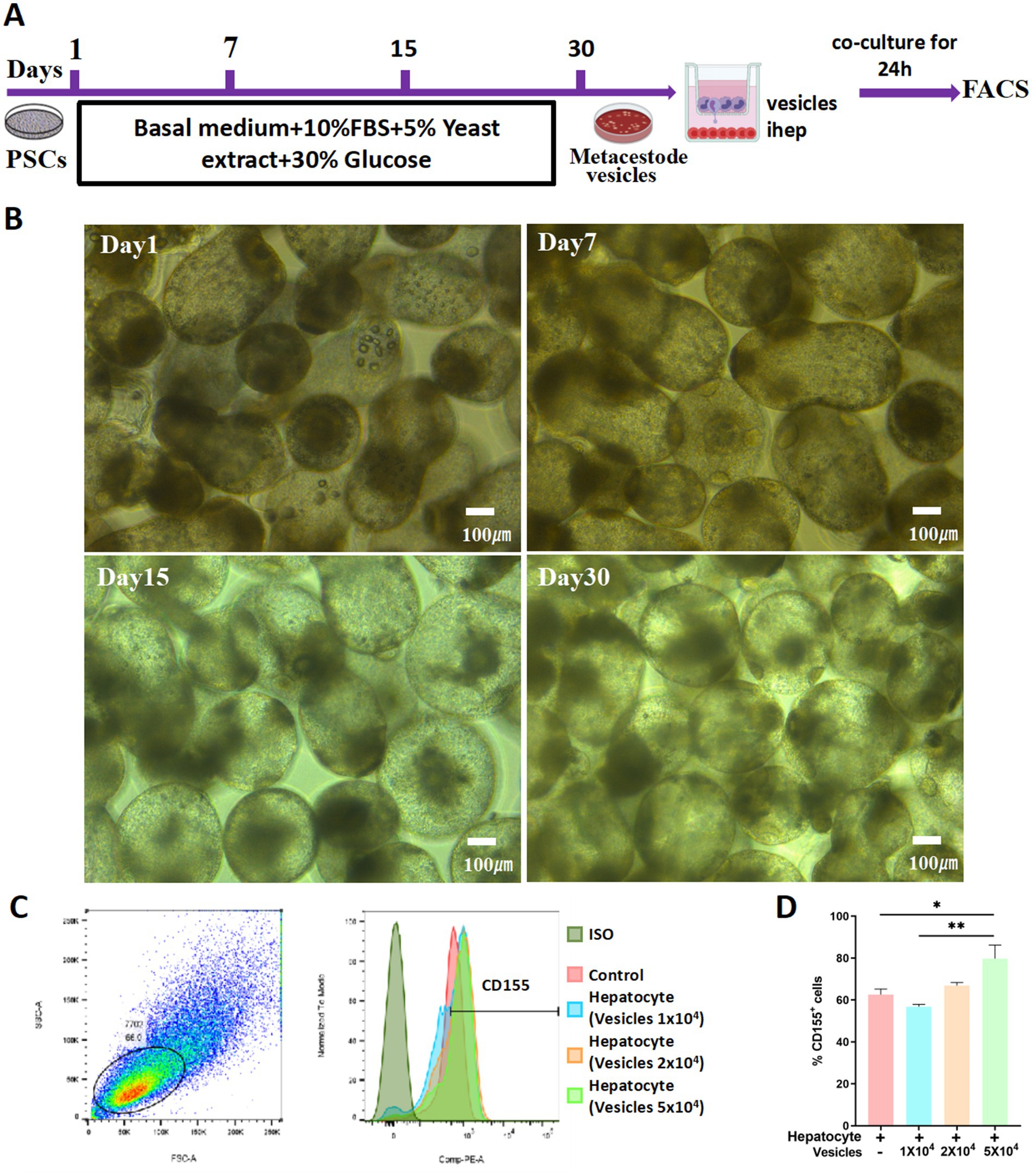 Diagram displaying a study of PSCs over 30 days. Panel A shows a timeline of the procedure, including basal medium and co-culture steps. Panel B presents microscopy images of metacestode vesicles at Days 1, 7, 15, and 30, with visible cellular structures. Panel C contains two graphs; the left is a scatter plot of FSC-A versus SSC-A, with CD155 gating, and the right is an overlay of histograms comparing control, hepatocyte, and various vesicle concentrations marked for CD155. Panel D is a bar graph showing the percentage of CD155+ cells in different conditions, with significance indicators.
