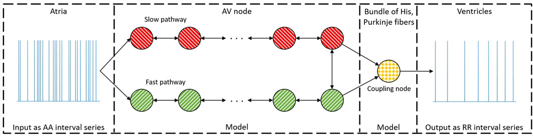 Diagram illustrating a cardiac conduction model. Input as AA interval series leads from Atria through AV node’s slow and fast pathways. Paths converge at a coupling node, proceeding to output as RR interval series in the Ventricles.