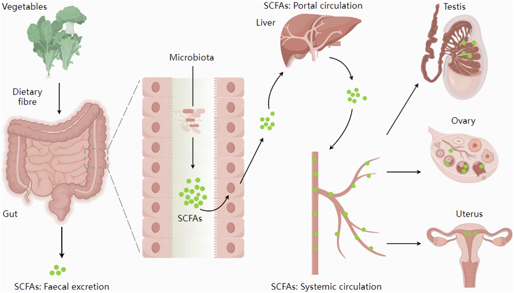 The synthesis and distribution of SCFAs. Dietary fiber is metabolized by microbiota in the gut to form short-chain fatty acids. These short-chain fatty acids are either excreted or absorbed into the portal vein circulation and transported to the liver. Subsequently, the remaining SCFAs enter the systemic circulation and reach reproductive organs such as the testes, ovaries, and uterus.