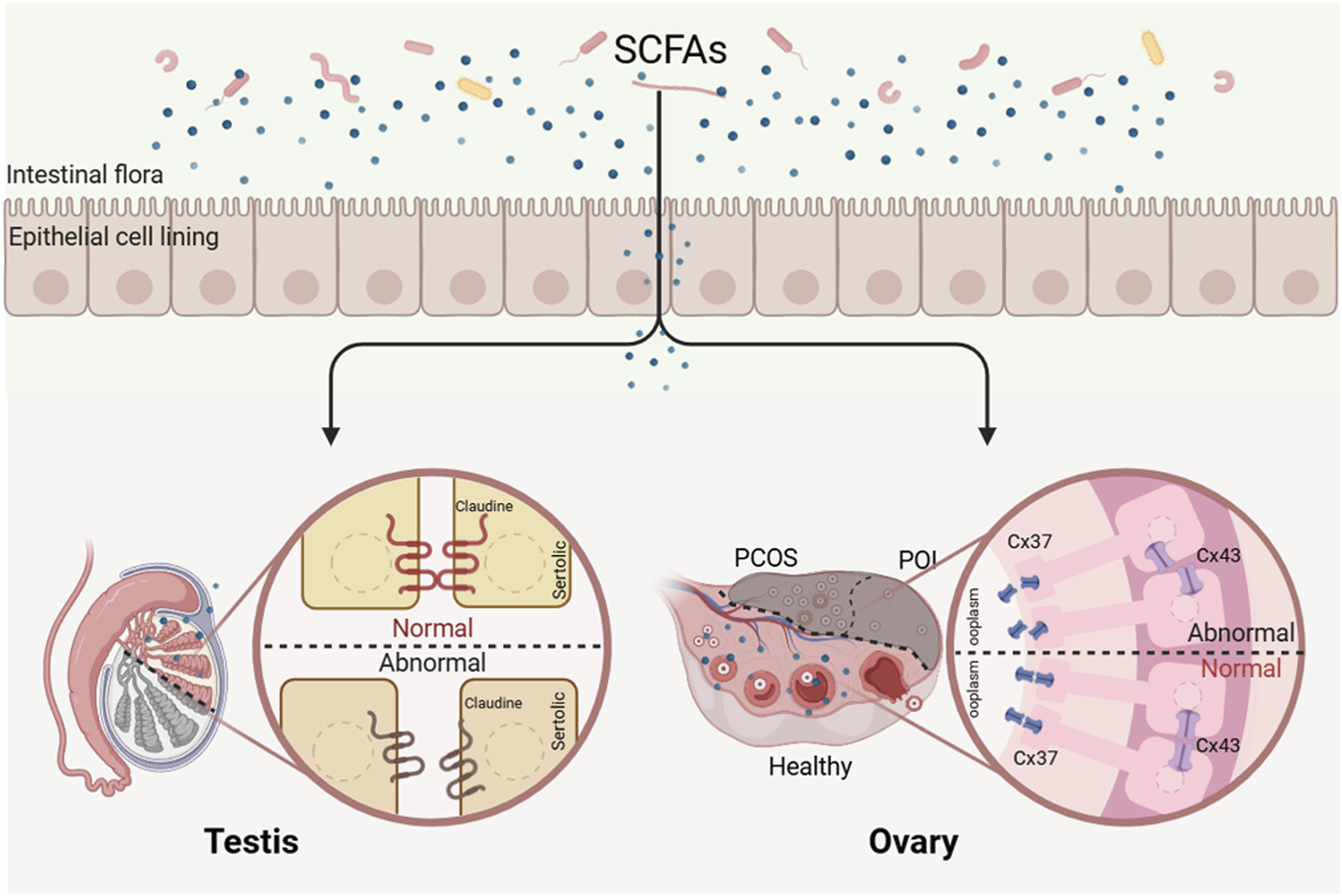 Deficiency of SCFAs leads to reproductive disorders. Short-chain fatty acids may regulate reproductive processes by modulating the expression of tight junction and gap junction proteins in reproductive organs.