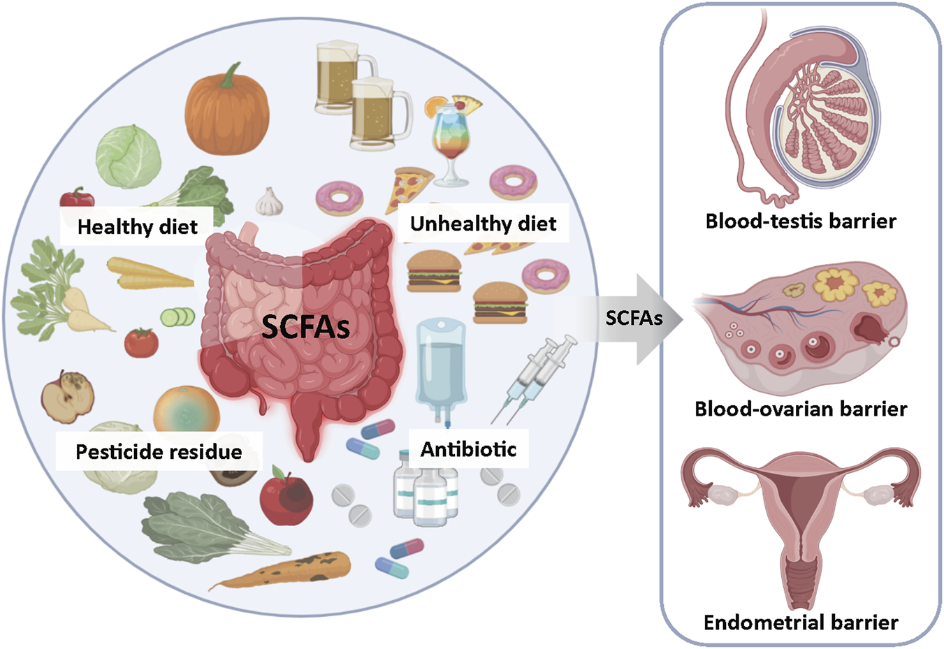 Gut Microbiota-Derived SCFAs: A Key Mediator of Environmental Stress Effects on Reproductive Health. Unbalanced diet (high-fat or restrictive diet), overuse of antibiotics and pesticide residues can alter the composition of intestinal microorganisms, affect the production of short-chain fatty acids (SCFAs), and thereby influence reproductive health.