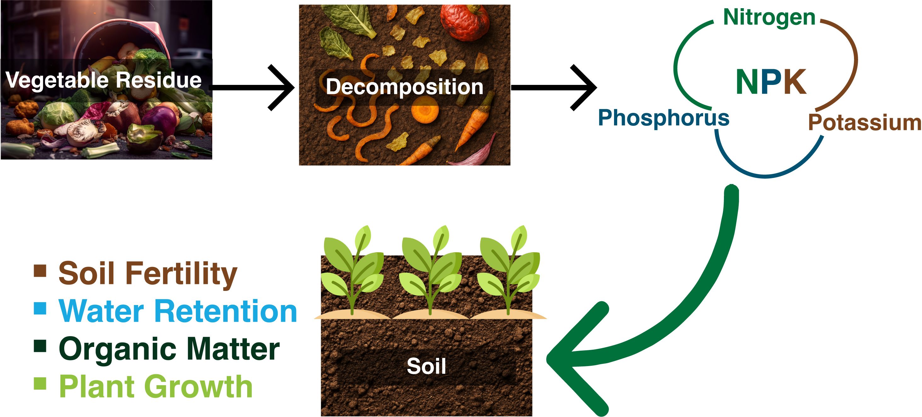 Vegetable residue decomposes into organic matter, releasing nitrogen, phosphorus, and potassium (NPK) into the soil. This process enhances soil fertility, water retention, and plant growth.