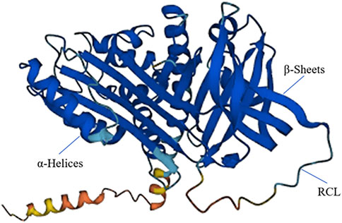 Protein structure diagram showing blue ribbons representing alpha-helices and beta-sheets. The reactive center loop (RCL) is highlighted, extending out from the structure. Labels indicate each part.