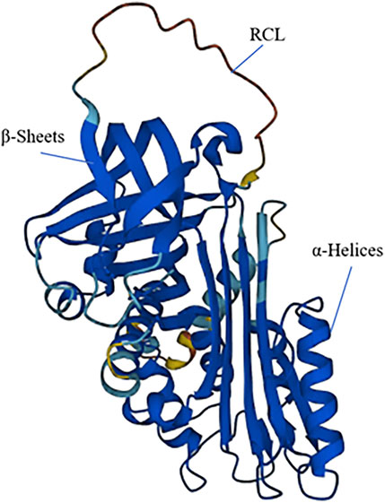 Molecular structure diagram featuring blue ribbons indicating β-sheets and α-helices, with labeled regions. The RCL is a highlighted loop at the top. The structure is rendered in a three-dimensional style.