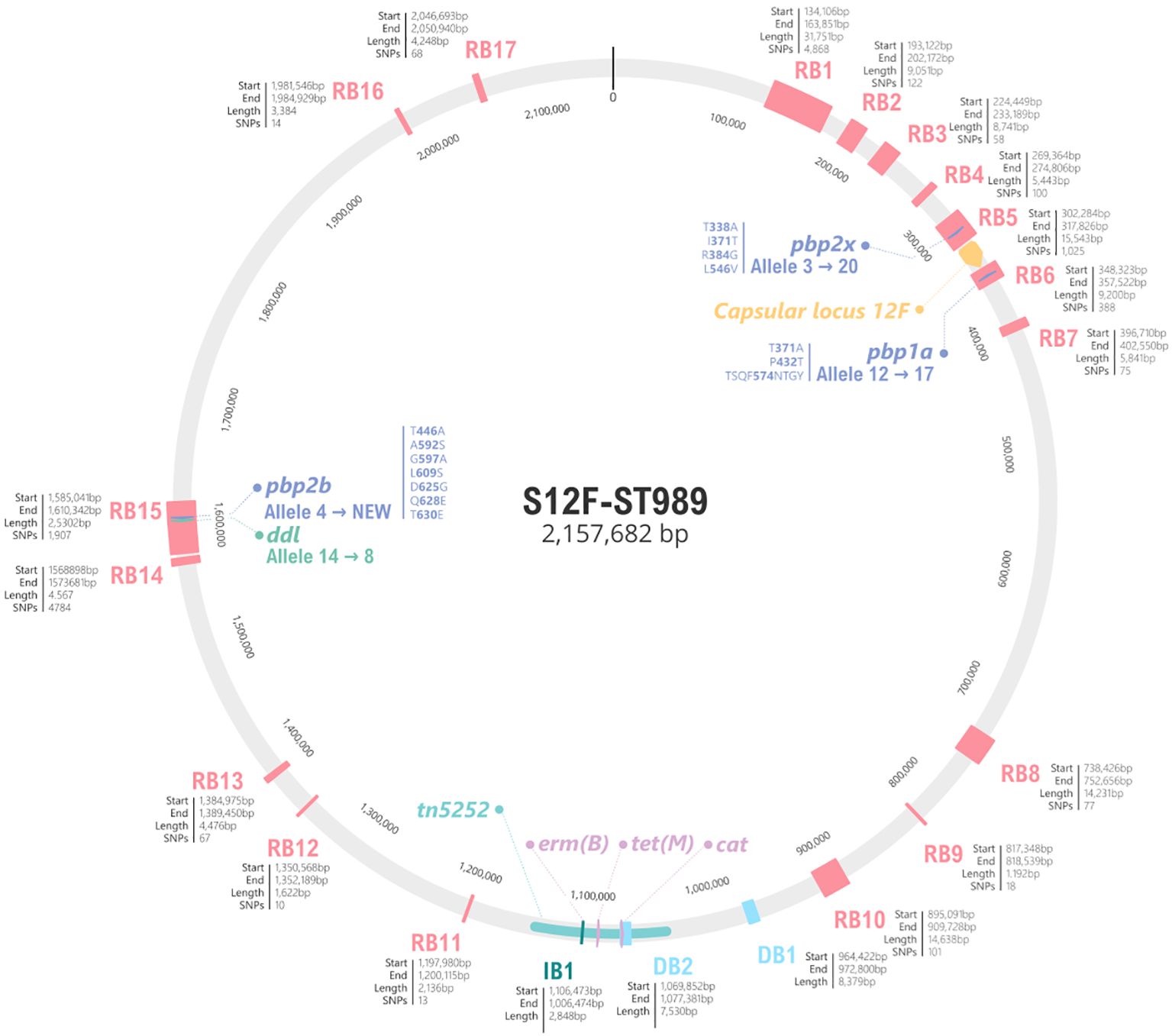 Circular genomic map of S12F-ST989, spanning 2,157,682 base pairs. Notable features include labeled resistance loci (RB1 to RB17), genes (e.g., pbp2b, pbp2x), and various allelic changes. Specific sections highlight base pair start and end, length, and SNP count. Elements like tn5252, erm(B), tet(M), and cat are indicated, as well as modifications in the capsular locus 12F and other genetic variations. The structure is color-coded for clarity, showing a comprehensive genetic overview.