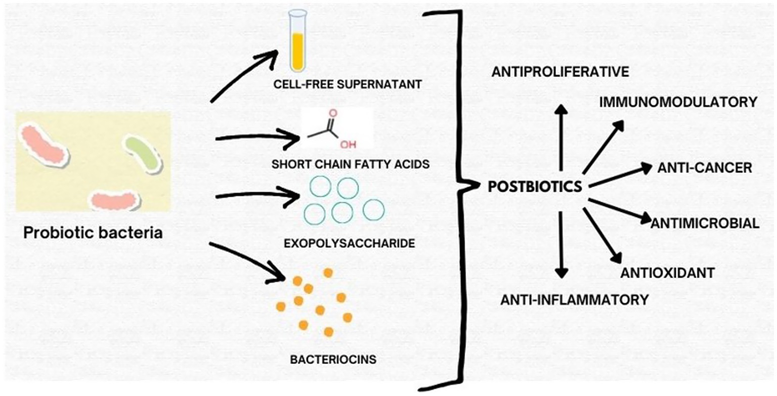 Diagram showing postbiotics derived from probiotic bacteria, including cell-free supernatant, short chain fatty acids, exopolysaccharides, and bacteriocins. Benefits listed are antiproliferative, immunomodulatory, anti-cancer, antimicrobial, antioxidant, and anti-inflammatory.
