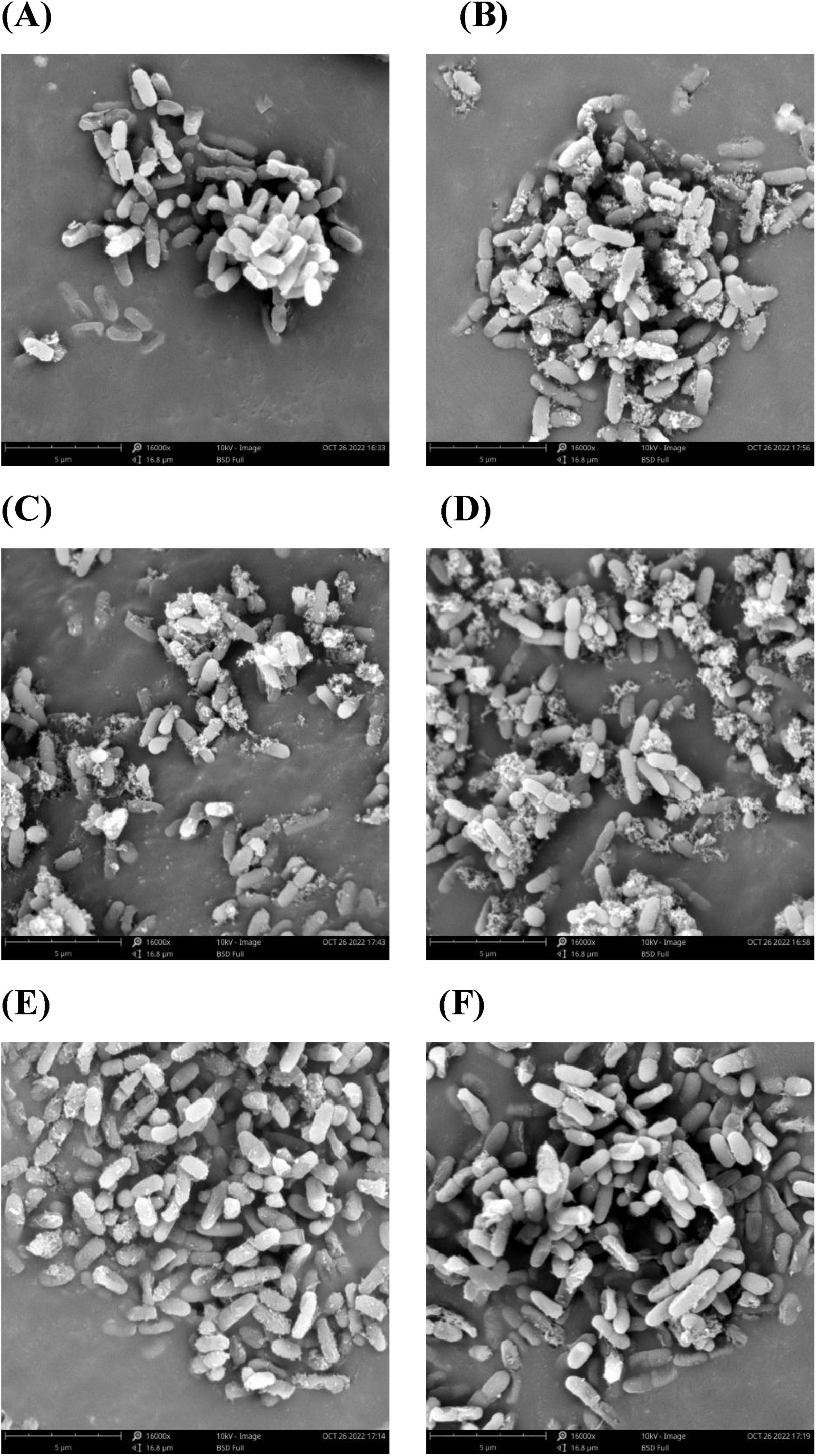 Six scanning electron microscope images labeled A to F show clusters of rod-shaped bacteria on surfaces. Each image displays varying densities and arrangements of bacteria with similar scale bars indicating magnification.