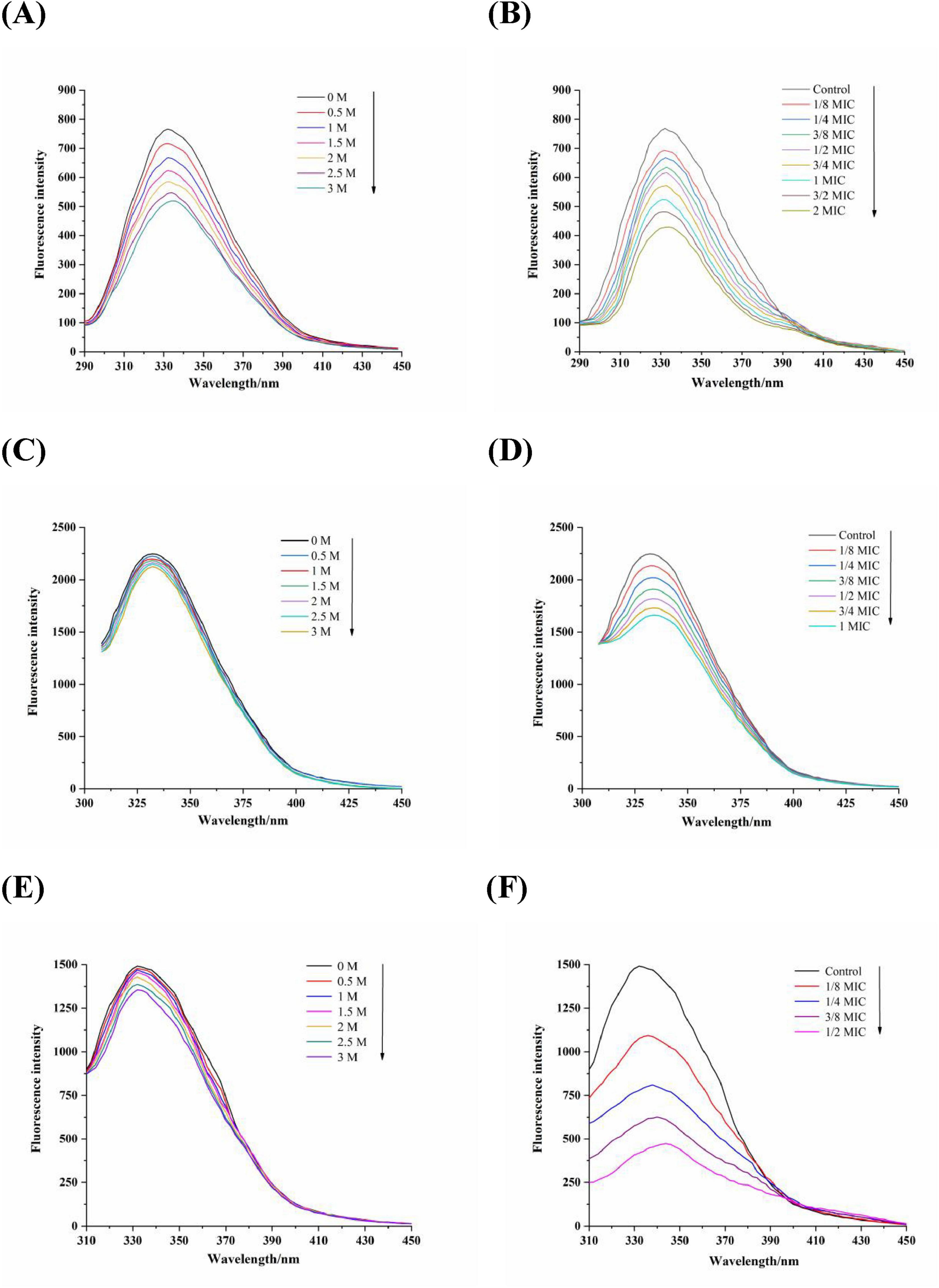 Six graphs labeled A through F display fluorescence intensity versus wavelength in nanometers. Graphs A, C, and E show different molarity levels from zero to three molars, with decreasing intensity. Graphs B, D, and F show control and various MIC levels from one-eighth to two MIC, also with decreasing intensity. Wavelengths range between two hundred ninety and four hundred fifty nanometers across all graphs.
