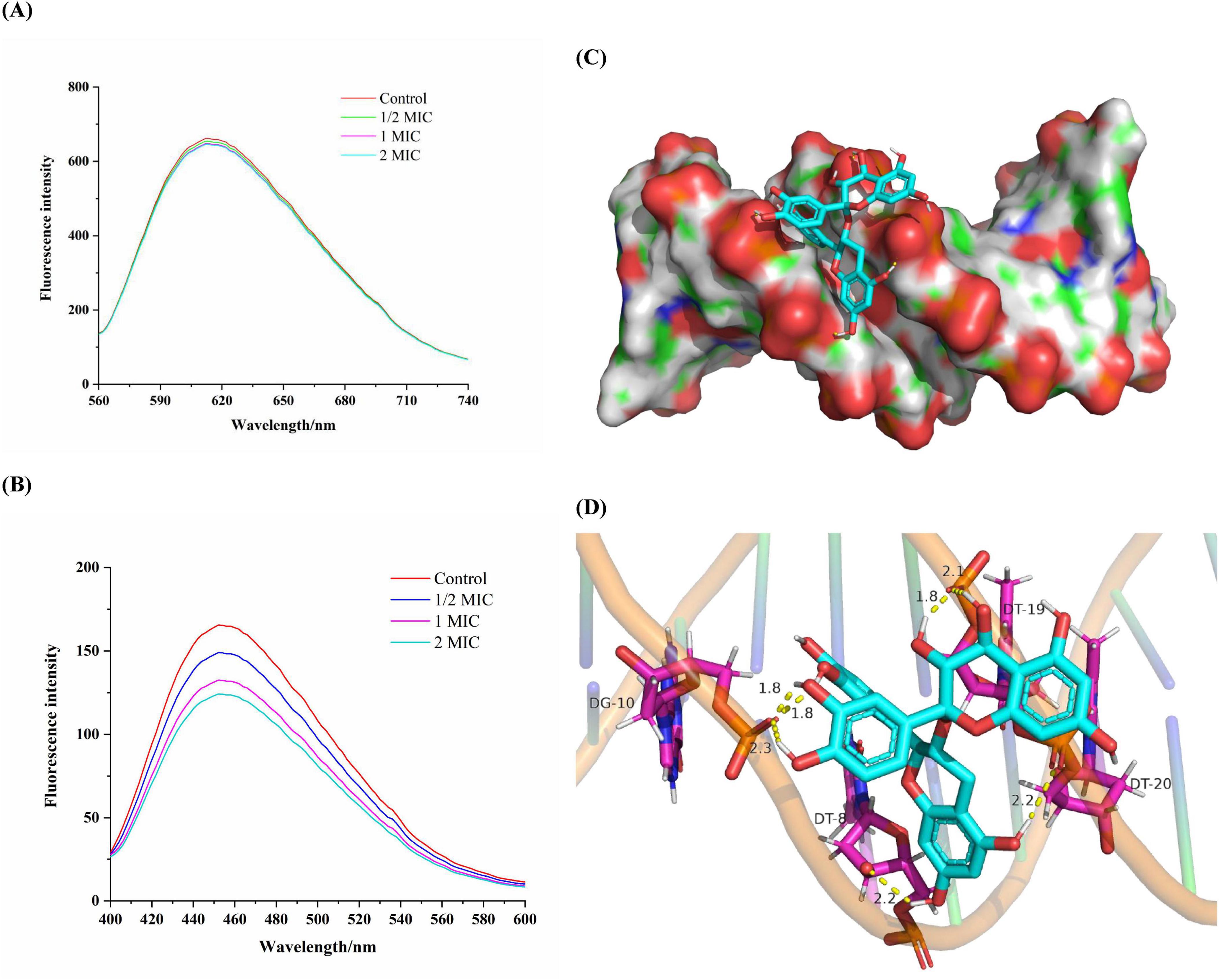 Graph A shows fluorescence intensity versus wavelength for different conditions: Control, 1/2 MIC, 1 MIC, and 2 MIC. Graph B is similar but covers a different wavelength range. Image C is a 3D molecular structure with highlighted binding sites. Image D shows a detailed molecular interaction with labeled distances between atoms.
