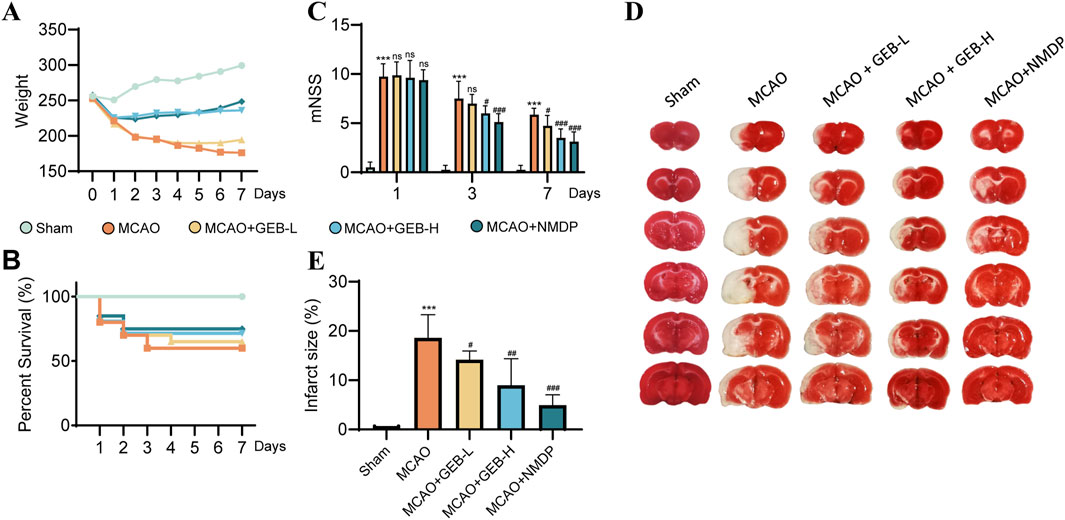 Graphs and images present data from an experiment on Middle Cerebral Artery Occlusion (MCAO) in different treatment groups. Graph A shows weight changes over seven days. Graph B indicates percent survival. Graph C displays mNSS scores. Graph E illustrates infarct size percentages. Image D compares brain slices across groups: Sham, MCAO, MCAO plus GEB-L, MCAO plus GEB-H, and MCAO plus NMDP. Results show varying outcomes depending on the treatment.