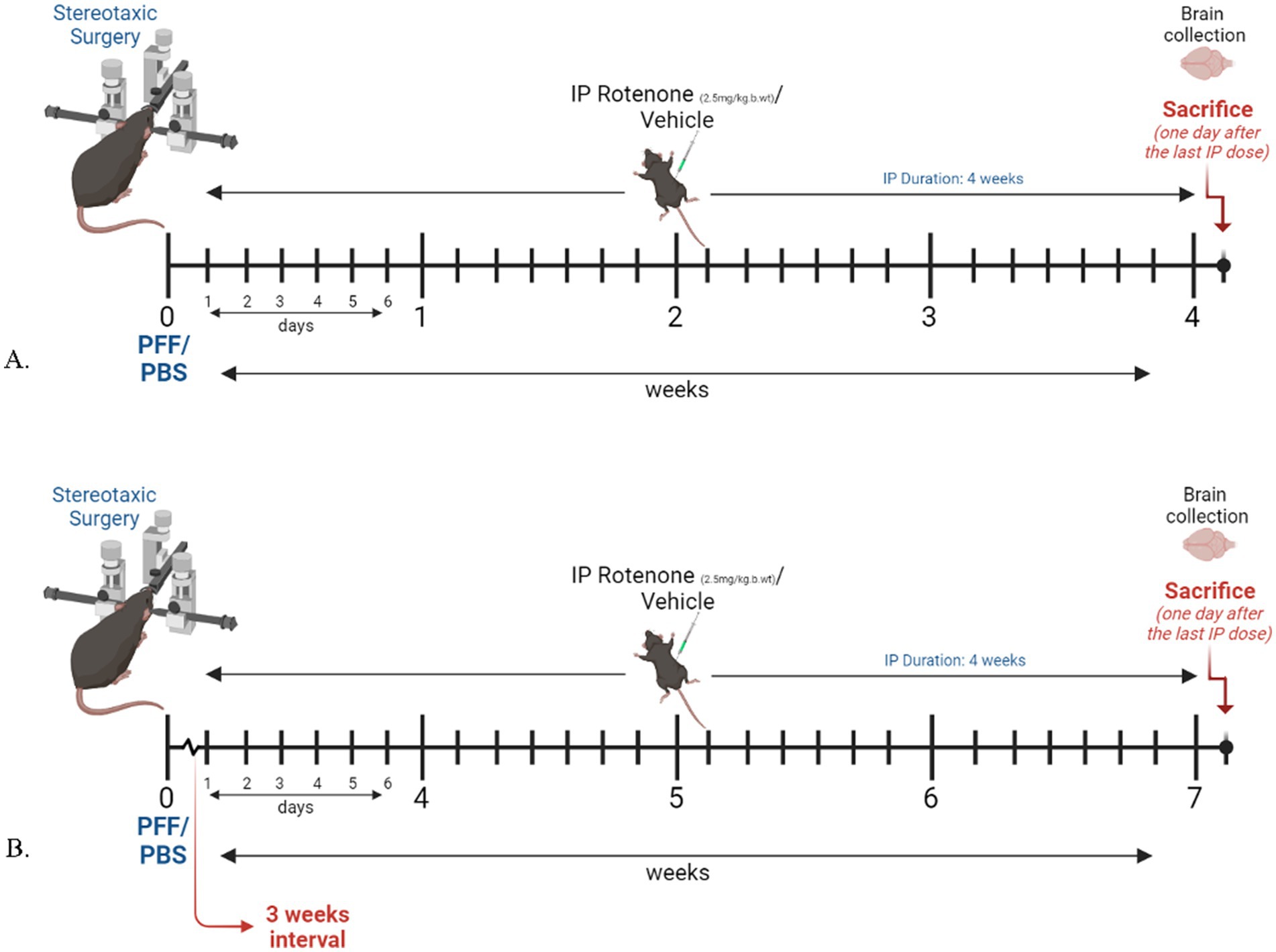 Two timeline diagrams labeled A and B showing experimental procedures in mice. Both start with stereotaxic surgery using PFF/PBS. In A, IP Rotenone or vehicle is administered one day after surgery. In B, after a three-week interval, IP Rotenone or vehicle starts at week four, lasting four weeks, with sacrifice at week seven. Brain collection follows the sacrifice in both cases.