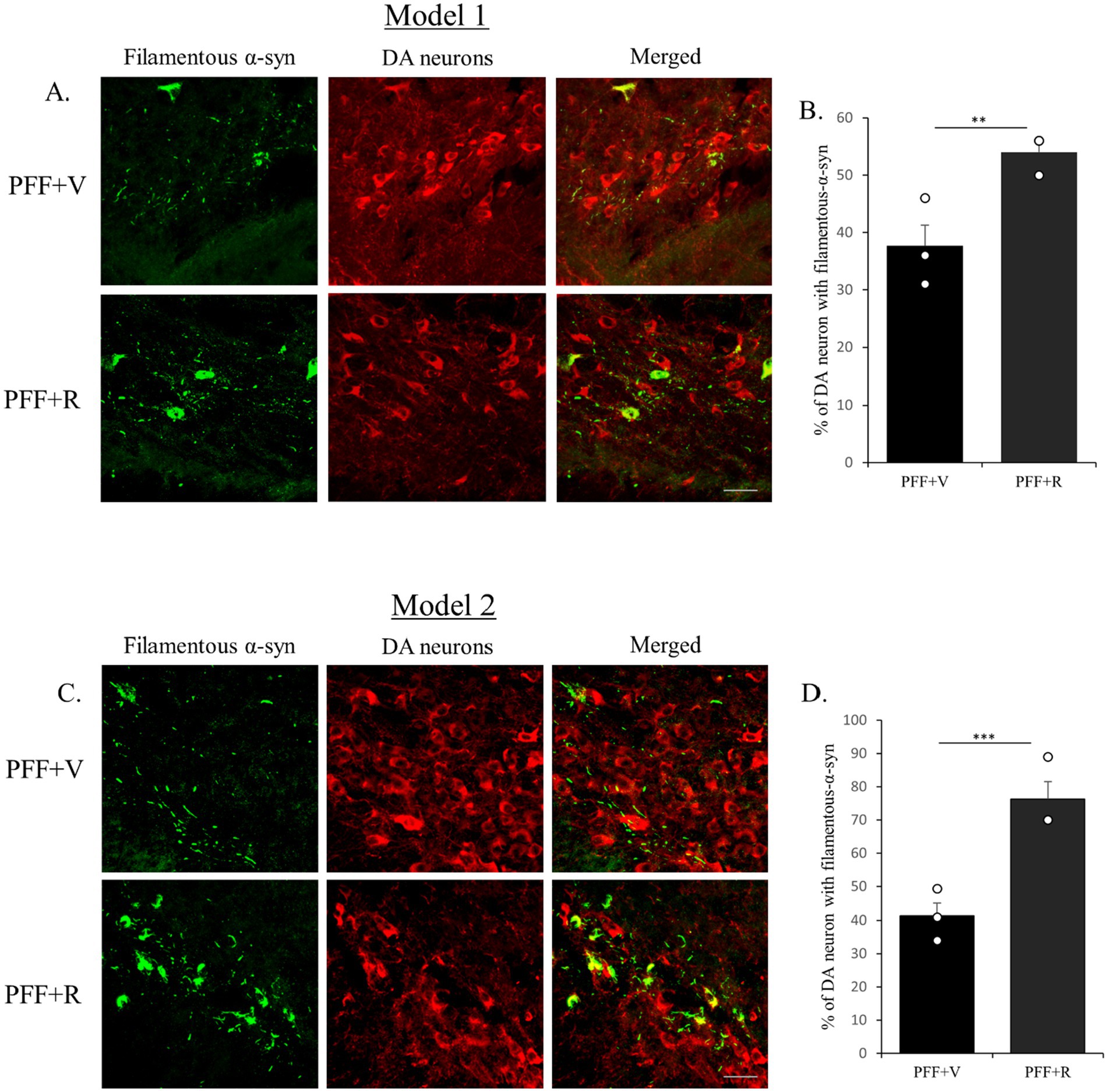 Fluorescent microscopy and bar graph depicting analysis of filamentous α-synuclein with dopamine neurons in two models. Panels A and C show green and red fluorescence indicating filamentous α-synuclein and dopamine neurons, respectively, with merged images showing co-localization. Graphs B and D compare the percentage of dopamine neurons with filamentous α-synuclein in PFF+V and PFF+R groups, showing significant increases in the PFF+R group (** and *** indicate statistical significance).