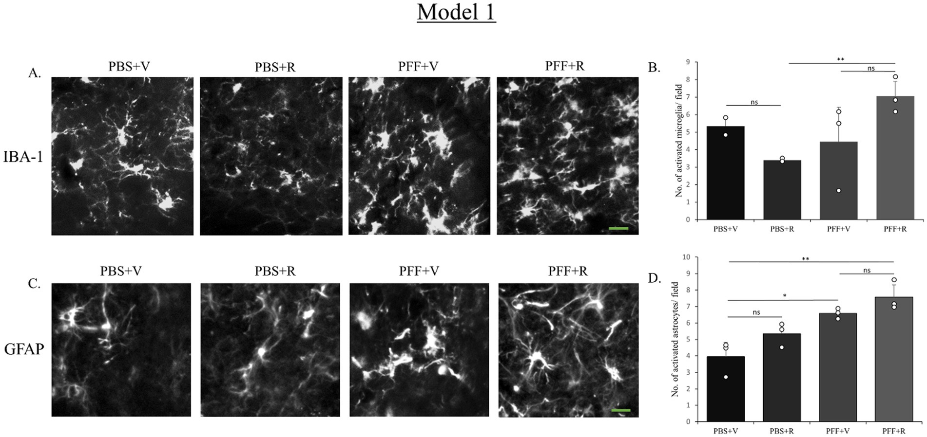 Panels show fluorescent images and bar graphs for IBA-1 and GFAP staining. A: IBA-1 staining under four conditions (PBS+V, PBS+R, PFF+V, PFF+R). B: Bar graph showing the number of activated microglia, indicating significant increase in the PFF+R condition. C: GFAP staining under the same conditions. D: Bar graph showing the number of activated astrocytes, with significant increase in PFF+R and PFF+V conditions. Scale bars are present.