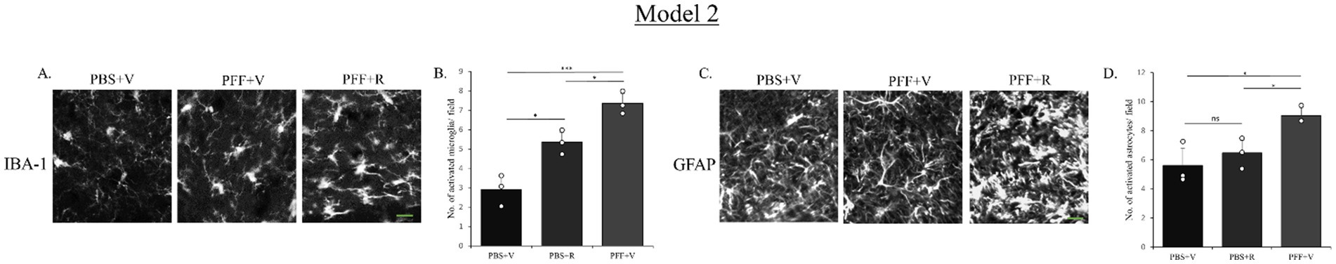 Panels A and C display microscopic images of brain cells with different treatments: PBS plus V, PFF plus V, and PFF plus R, showing variations in IBA-1 and GFAP staining intensity. Panels B and D present bar graphs illustrating the number of activated microglia and astrocytes per field, with quantitative comparisons across treatments, indicating statistically significant differences marked by asterisks.