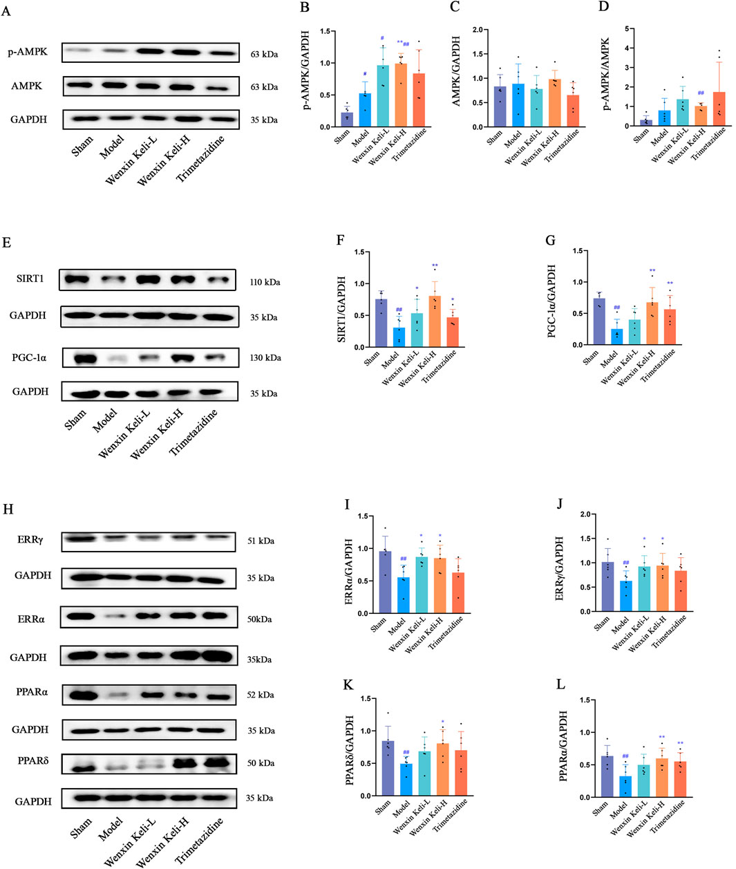 Western blot images and bar graphs compare protein expression levels across different groups: Sham, Model, Wenxin KeLi-L, Wenxin KeLi-H, and Trimetazidine. Panel A displays bands for p-AMPK, AMPK, and GAPDH; Panels B-D show corresponding quantifications. Panel E shows SIRT1, PGC-1α, and GAPDH bands; Panels F-G provide their quantifications. Panel H displays ERRγ, ERRα, PPARα, PPARδ, and GAPDH bands; Panels I-L give respective quantifications. Error bars indicate variability within groups.