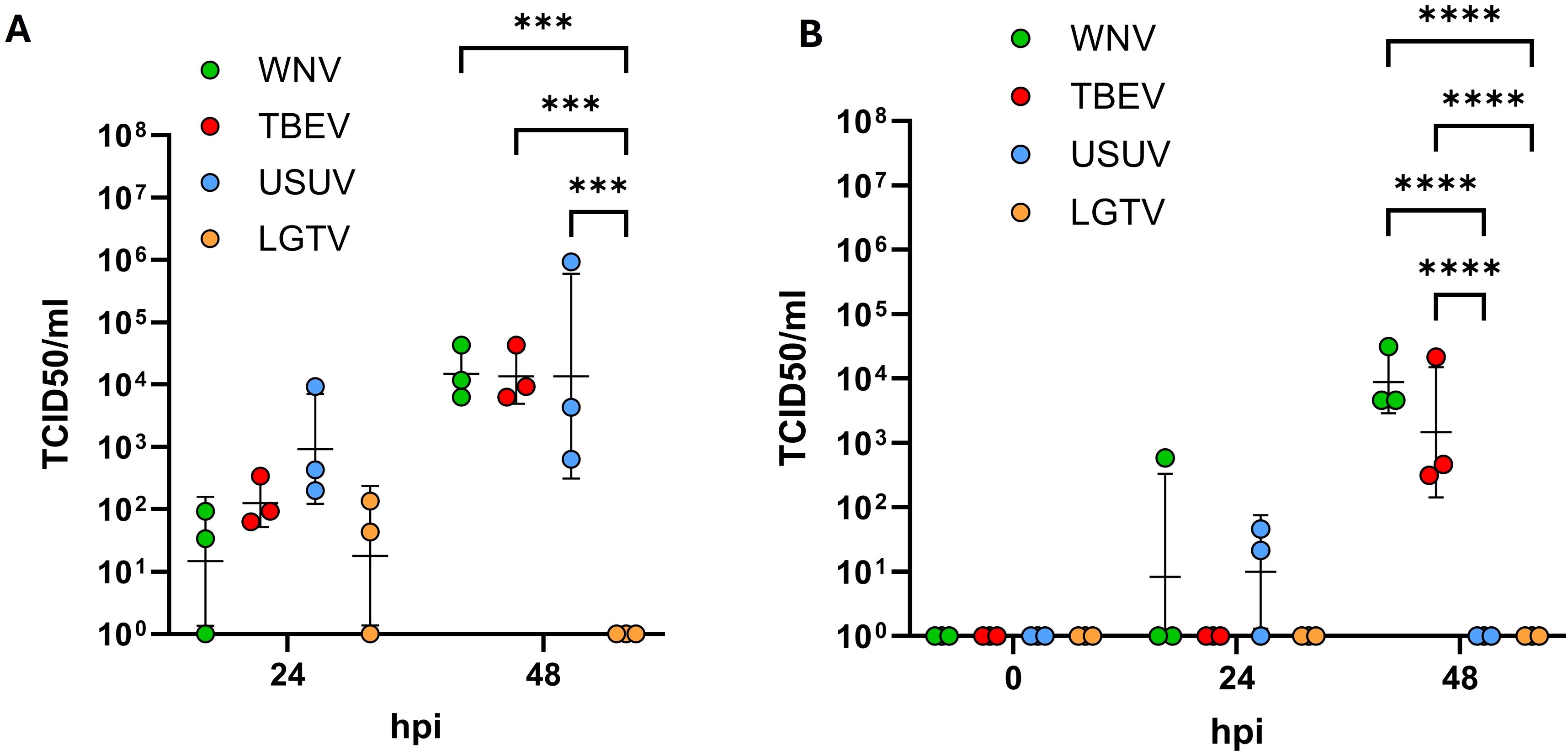 Graphs A and B show TCID\(50\)/ml levels for WNV, TBEV, USUV, and LGTV at different hours post-infection (hpi). Graph A indicates significant differences at 24 and 48 hpi, marked by asterisks. Graph B compares levels at 0, 24, and 48 hpi, with significant increases at later times, also marked by asterisks.
