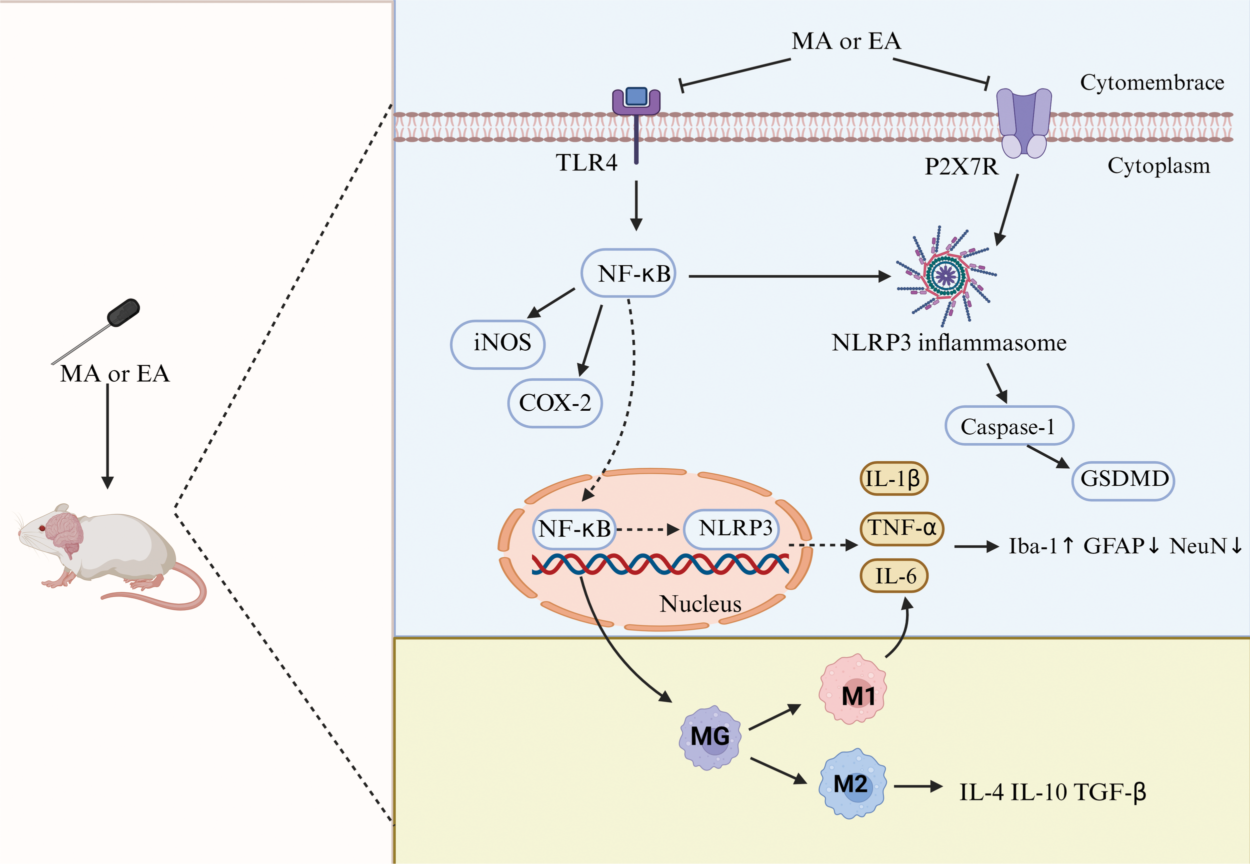 Diagram illustrating the mechanism of action (MA or EA) in a mouse model, showing cellular pathways. Activation of TLR4 and P2X7R on cell membranes leads to NF-κB signaling. This activates the NLRP3 inflammasome, resulting in caspase-1 activation and GSDMD involvement. The pathway involves cytokines like IL-1β, TNF-α, and IL-6, impacting gene expression. Transition to MG, M1, or M2 macrophages influences inflammatory markers Iba-1, GFAP, and NeuN, and cytokines IL-4, IL-10, TGF-β.