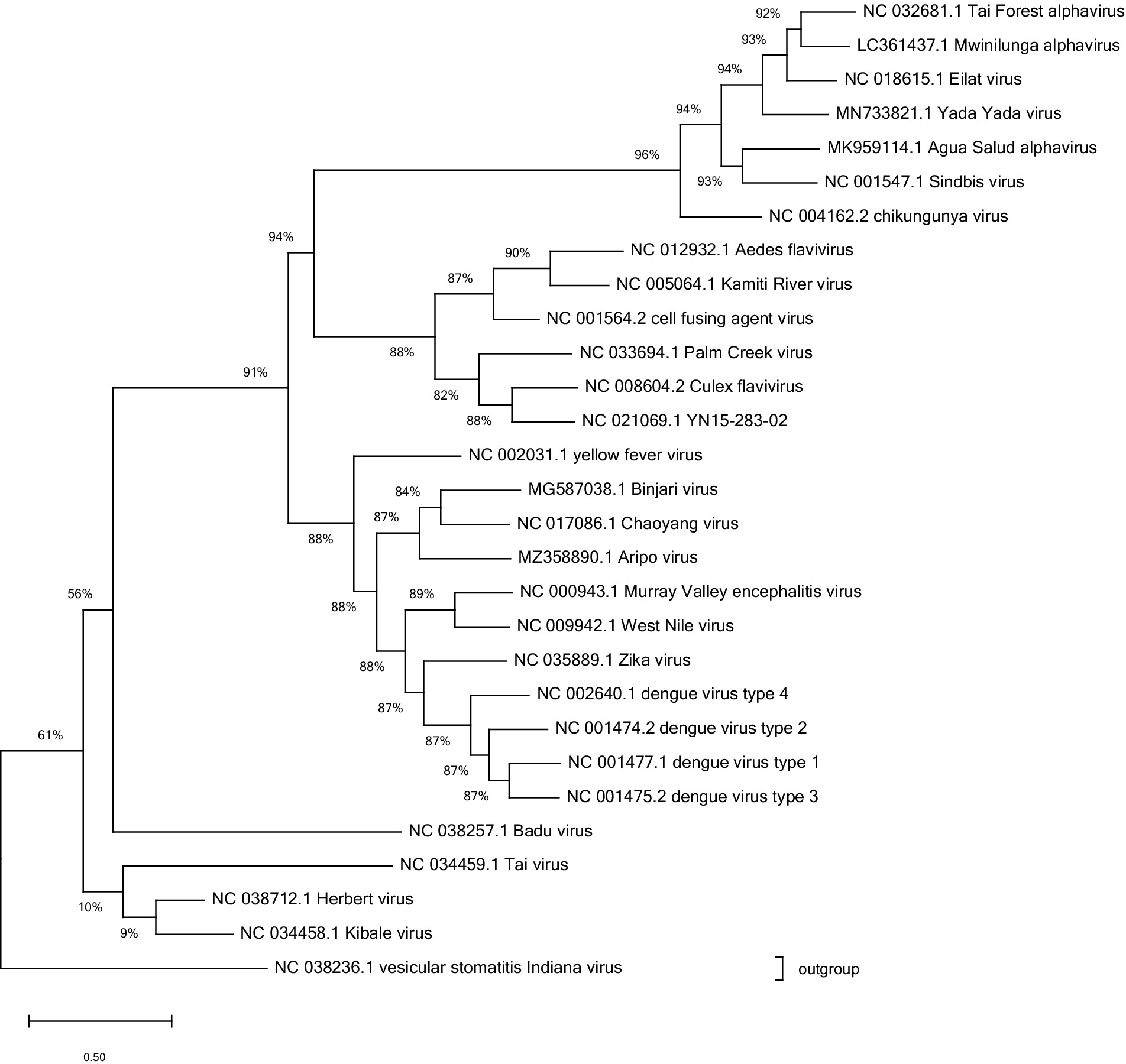 Phylogenetic tree showing evolutionary relationships between arboviruses and insect-specific viruses rather than just stating, labeled with their accession numbers and names. Branches show percentage confidence levels, indicating evolutionary proximity. Major viruses include dengue, Zika, West Nile, yellow fever, and chikungunya. An outgroup is identified at the bottom with the vesicular stomatitis Indiana virus. Scale bar present.
